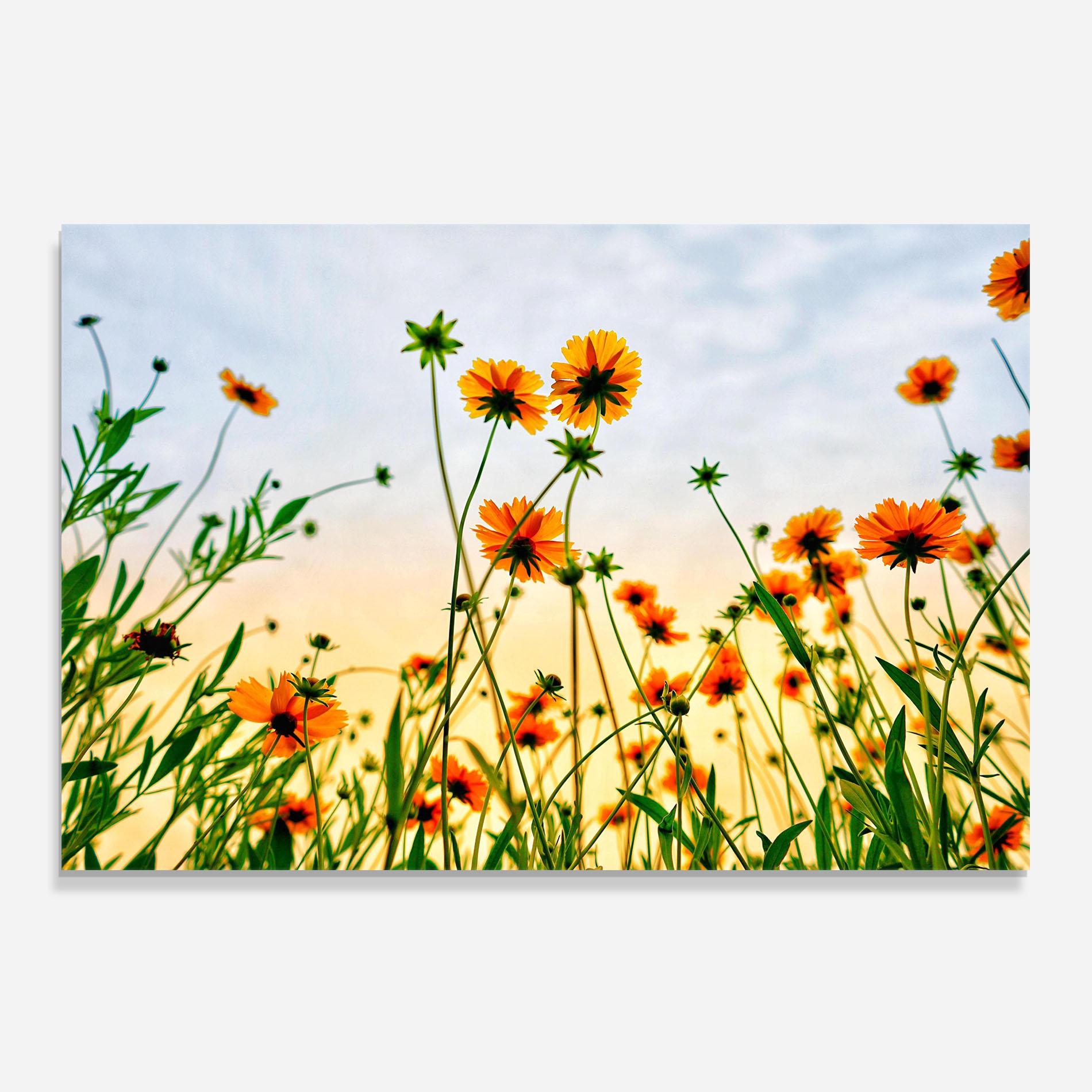 Стъклен панел за кухня Orange Wild Flowers mockup 0