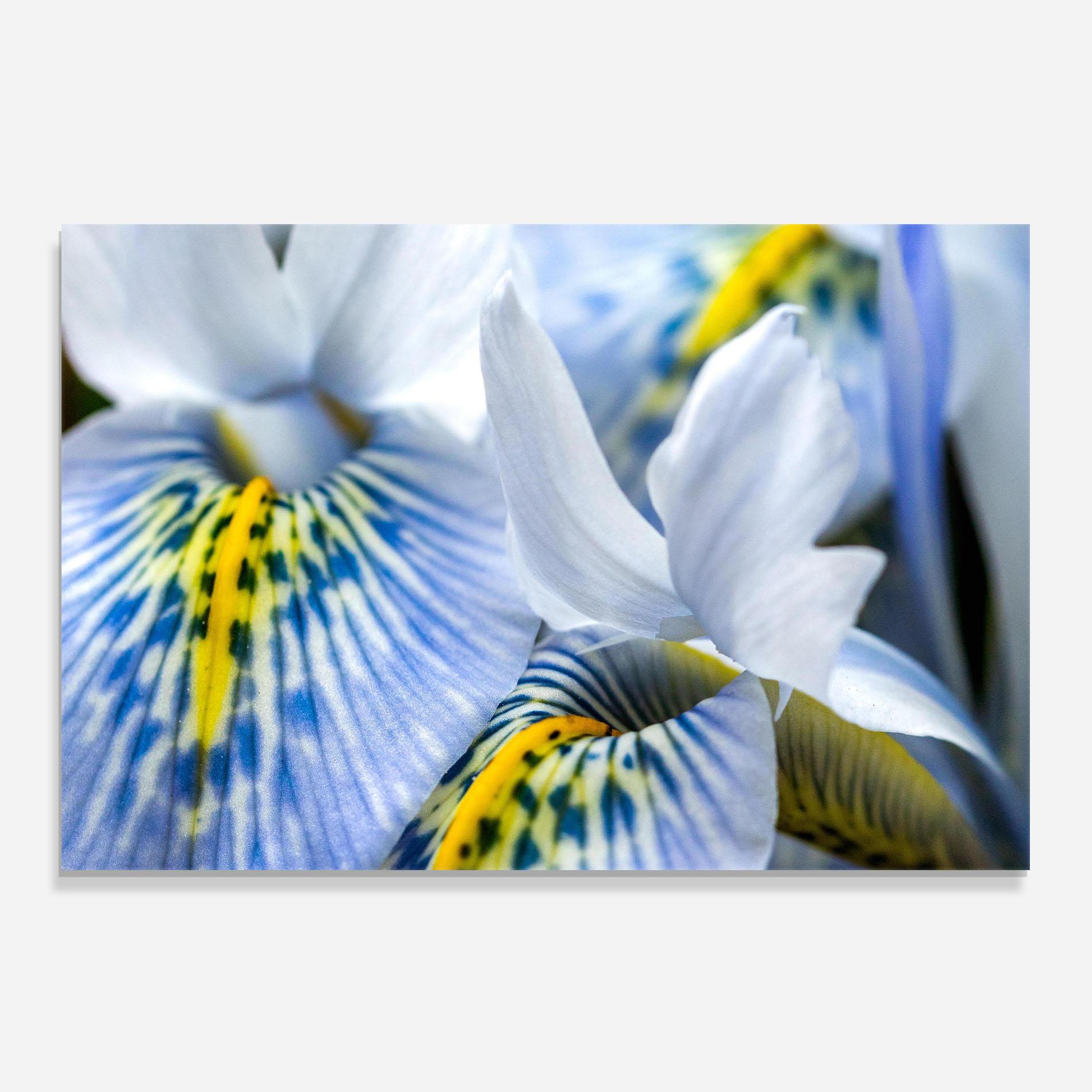 Стъклен панел за кухня Blue Yellow Iris mockup 0