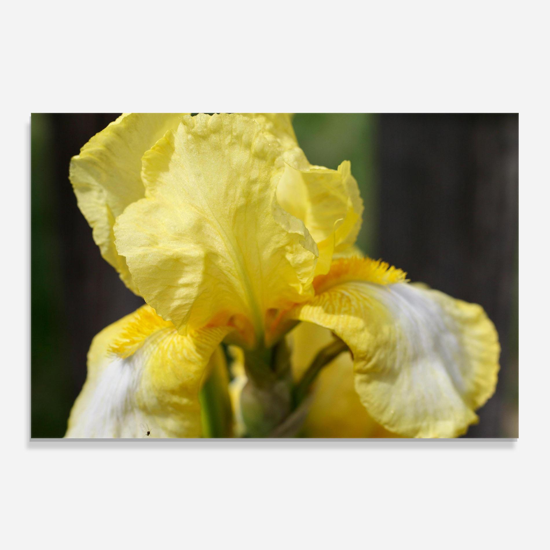 Стъклен панел за кухня Garden Yellow Iris mockup 0