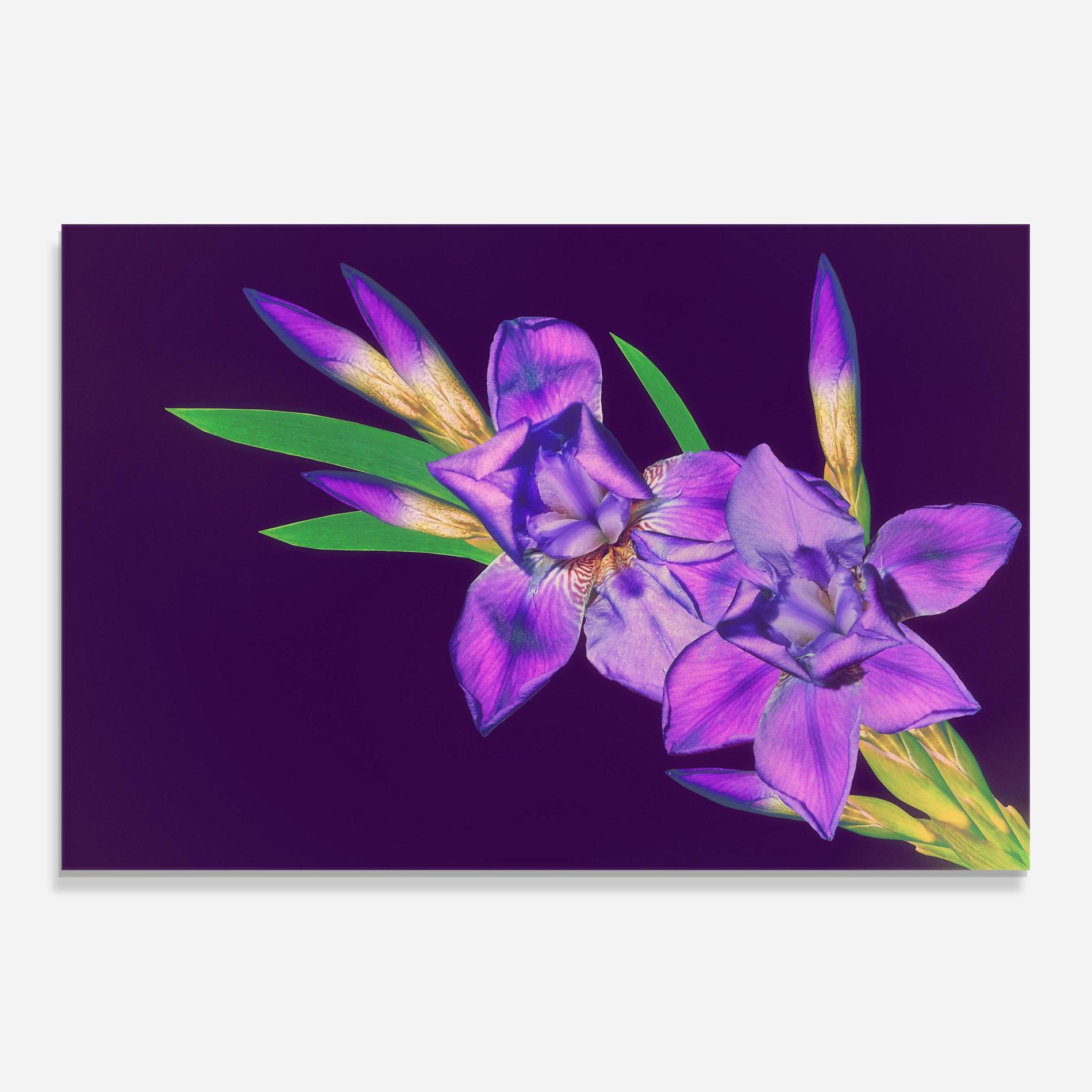 Стъклен панел за кухня Iris On Purple mockup 0