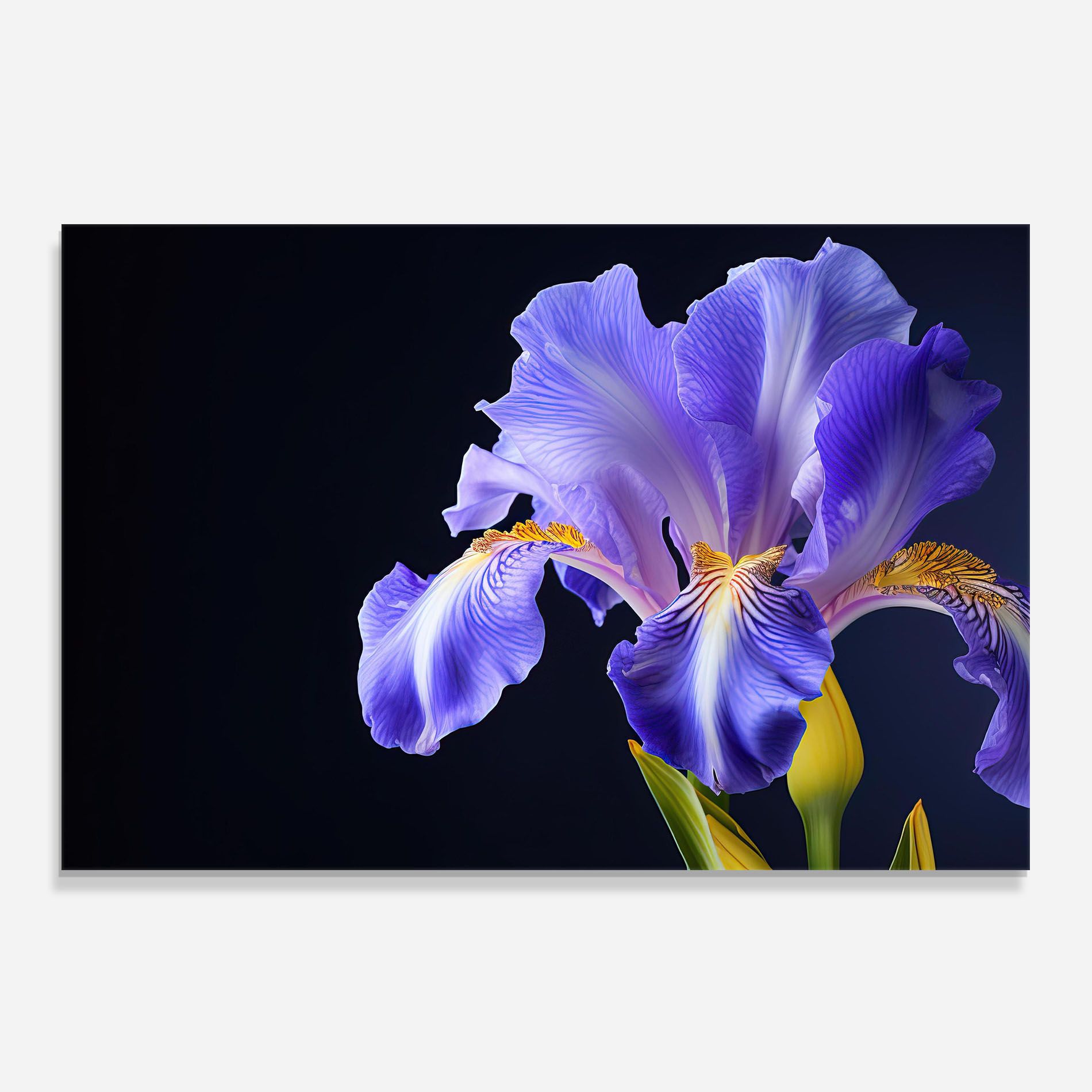 Purple Iris On Black mockup 0