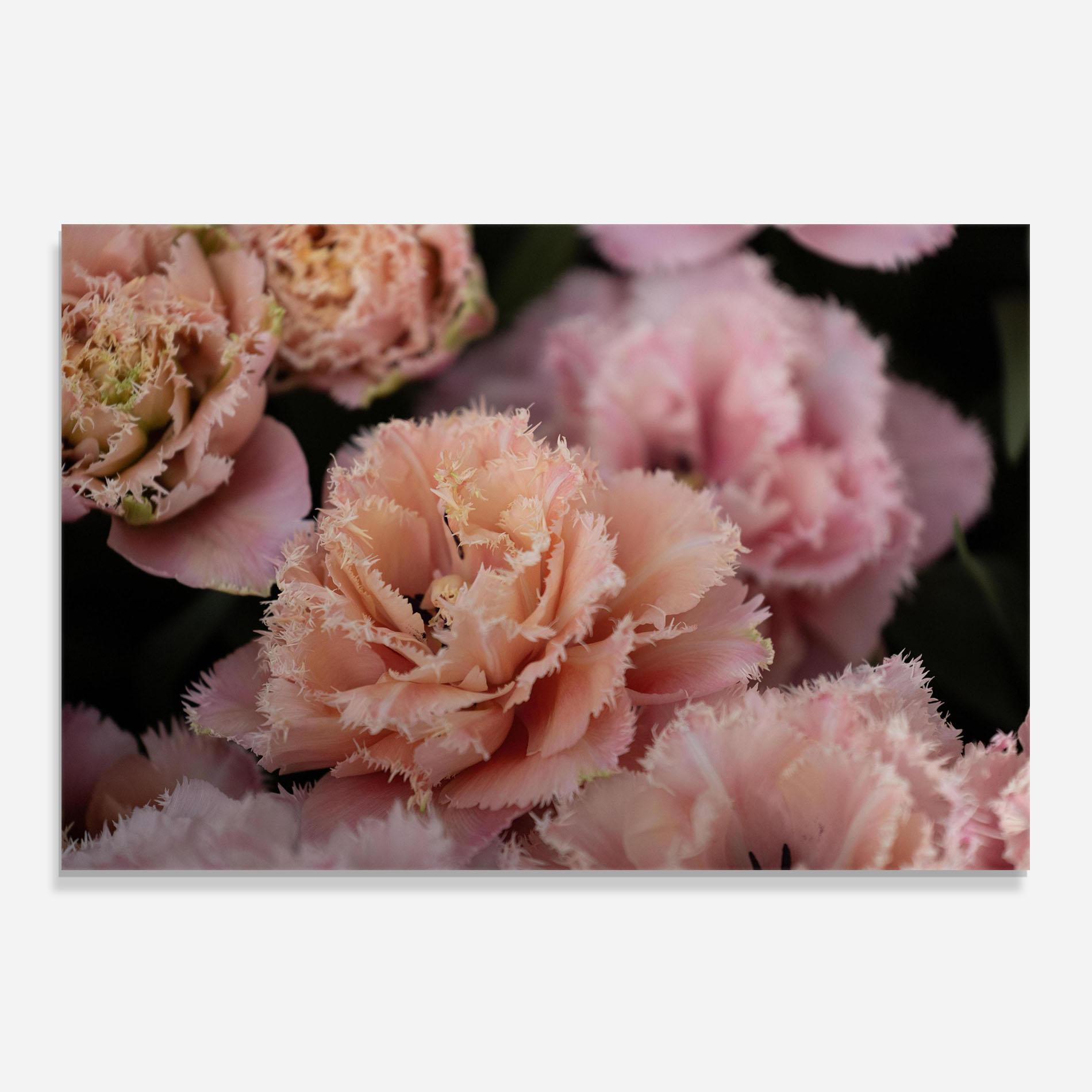 Стъклен панел за кухня Pastel Fringed Tulips mockup 0