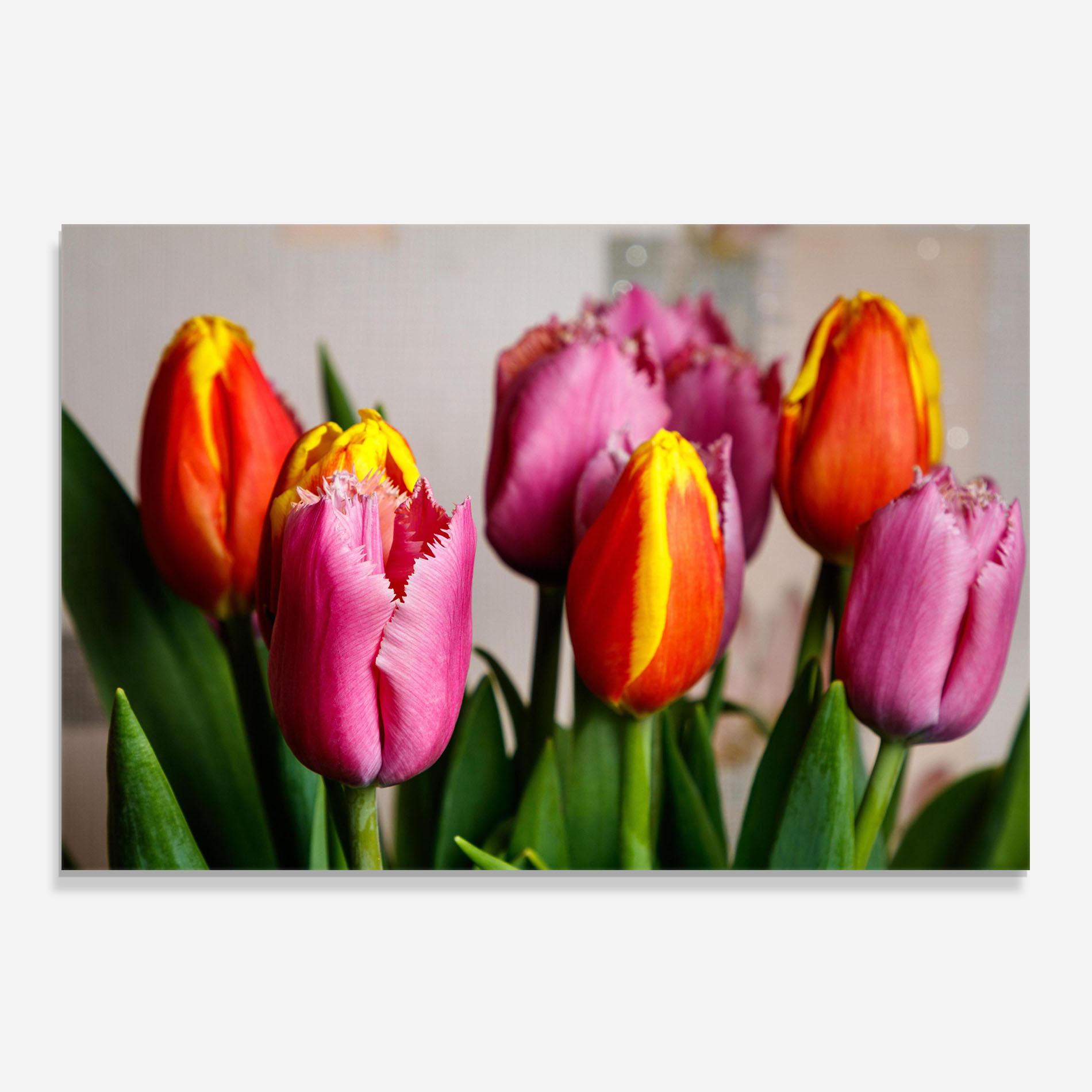 Стъклен панел за кухня Pink Orange Tulips mockup 0