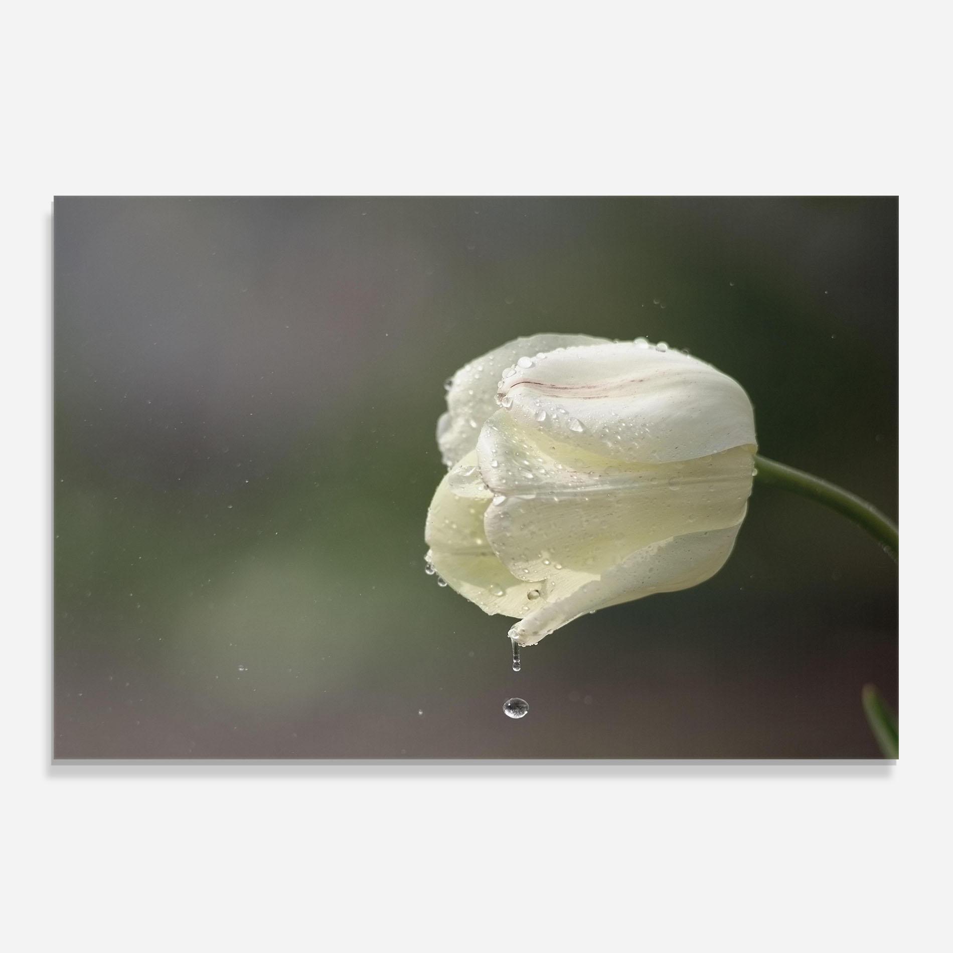Стъклен панел за кухня White Single Tulip mockup 0