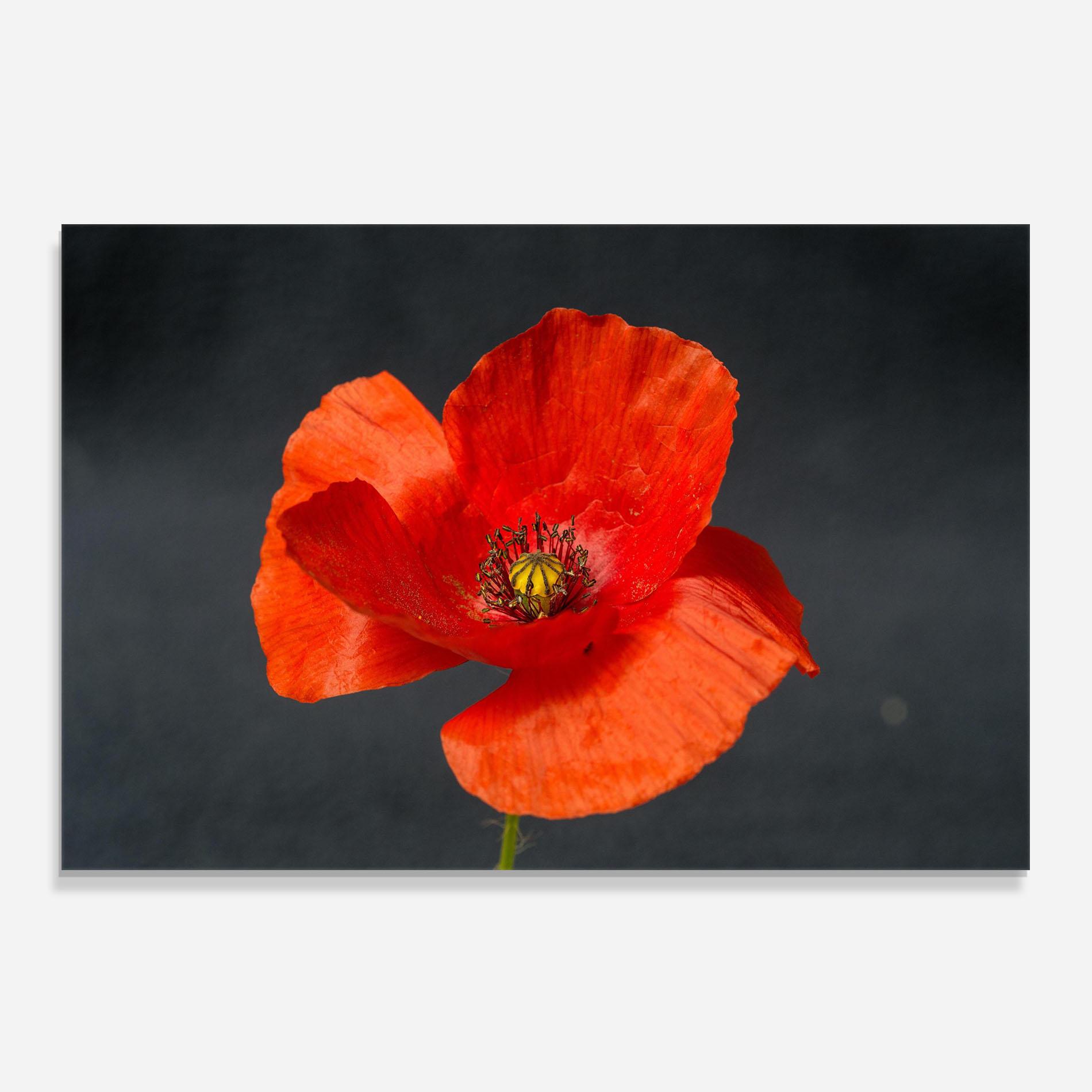 Стъклен панел за кухня Light Red Poppy mockup 0