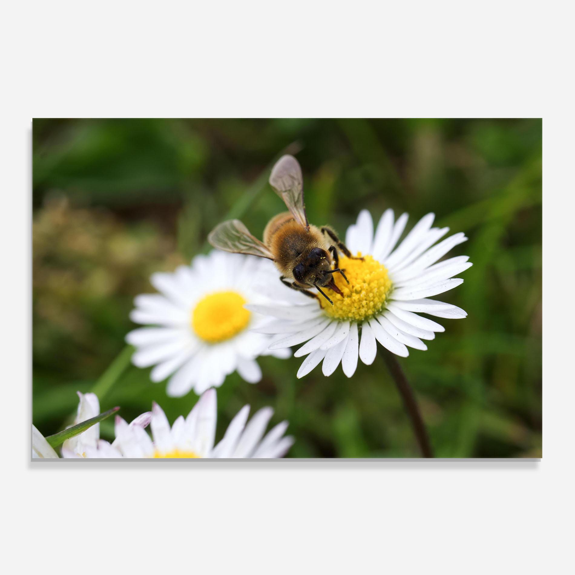 Стъклен панел за кухня Bee On Little Daisy mockup 0