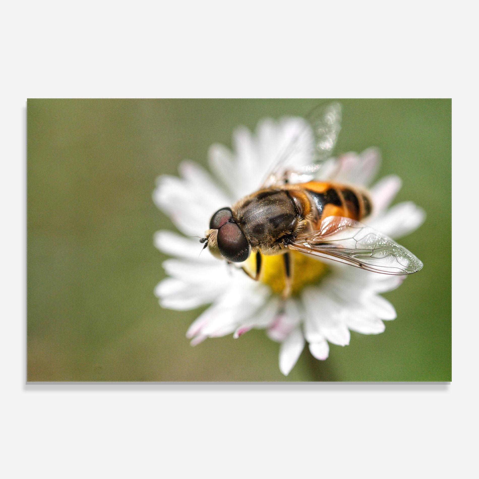 Стъклен панел за кухня Bee On Small Daisy mockup 0