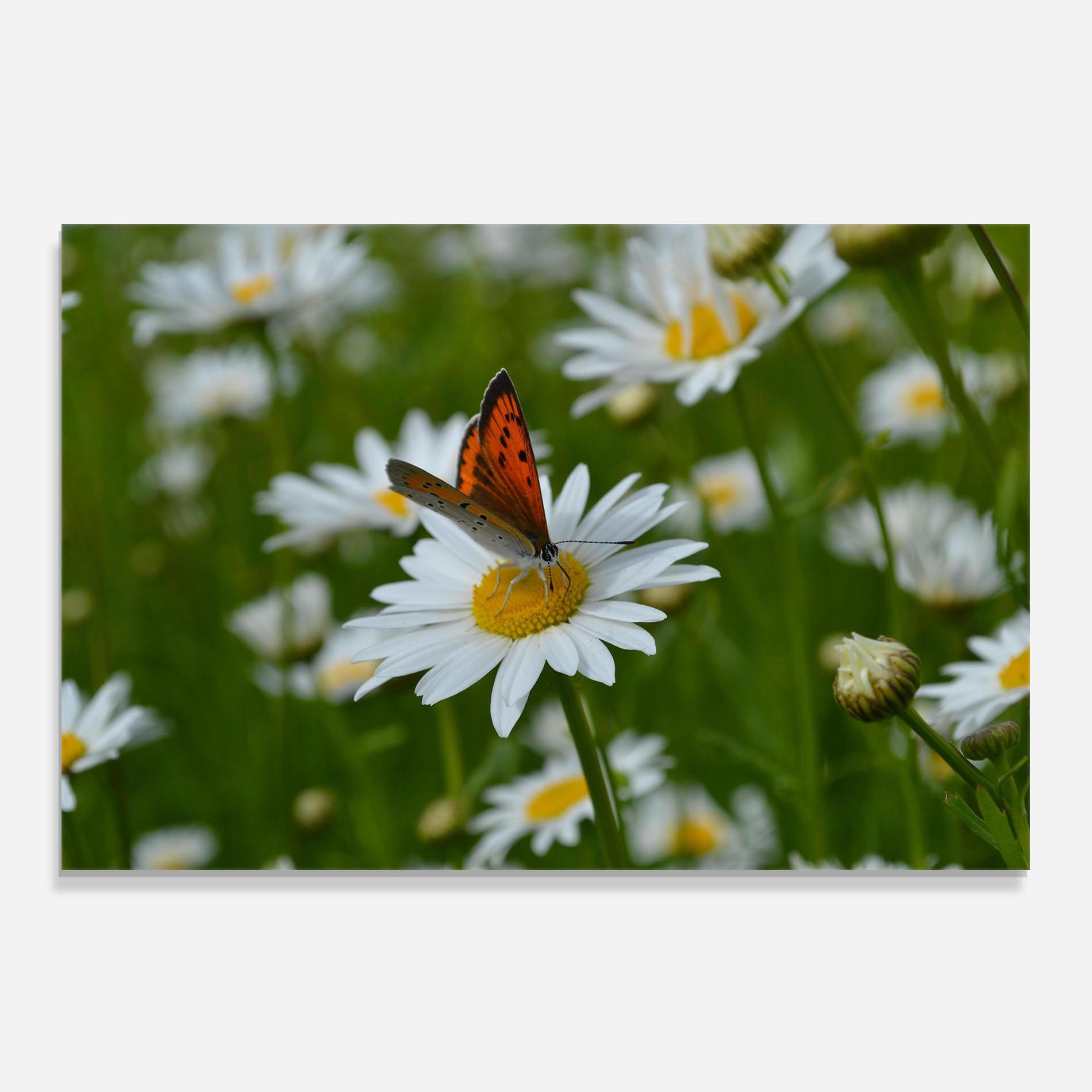 Стъклен панел за кухня Butterfly On Daisy mockup 0