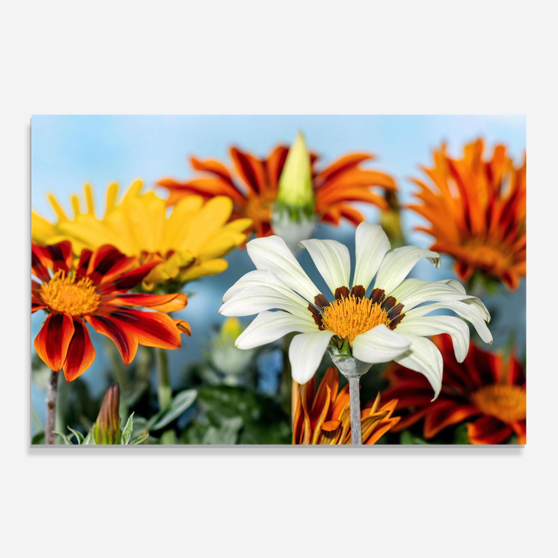 Стъклен панел за кухня Color Mix Daisy mockup 0