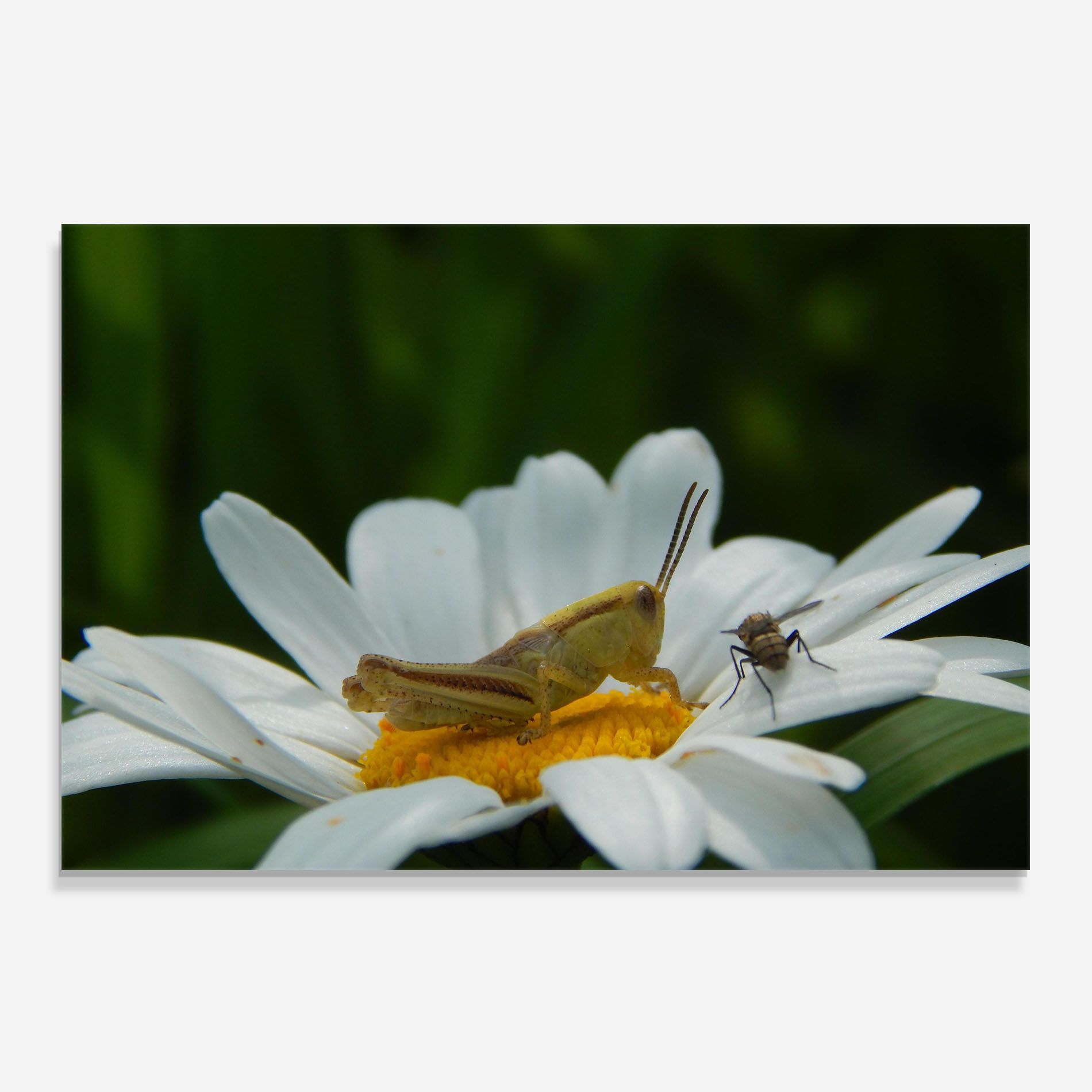 Cricket On Daisy mockup 0