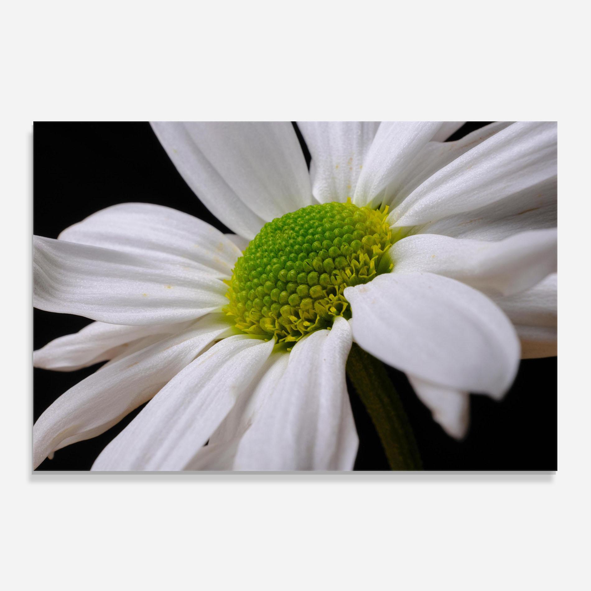 Стъклен панел за кухня Green Middle Daisy mockup 0