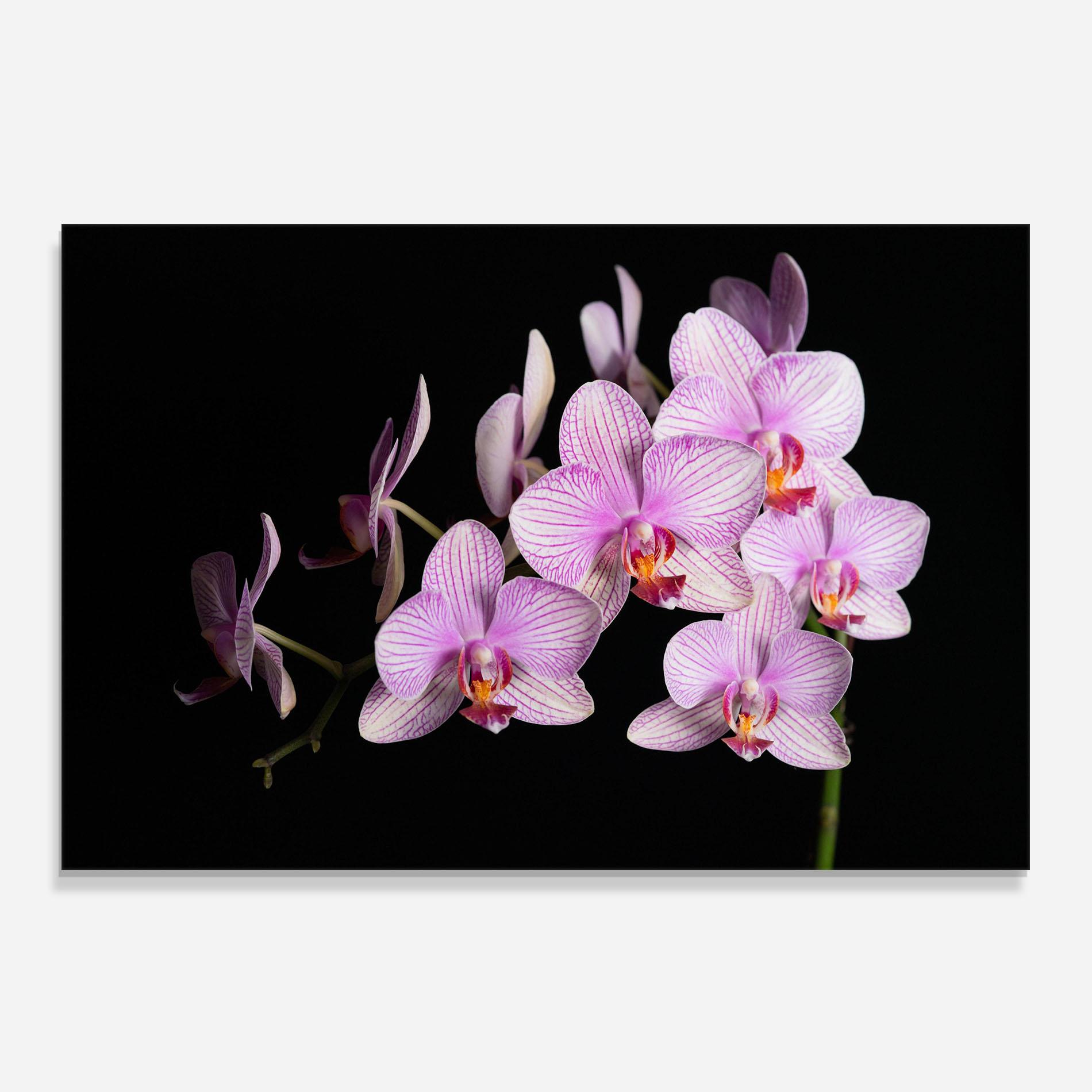 Стъклен панел за кухня Beautiful Orchids On Black mockup 0