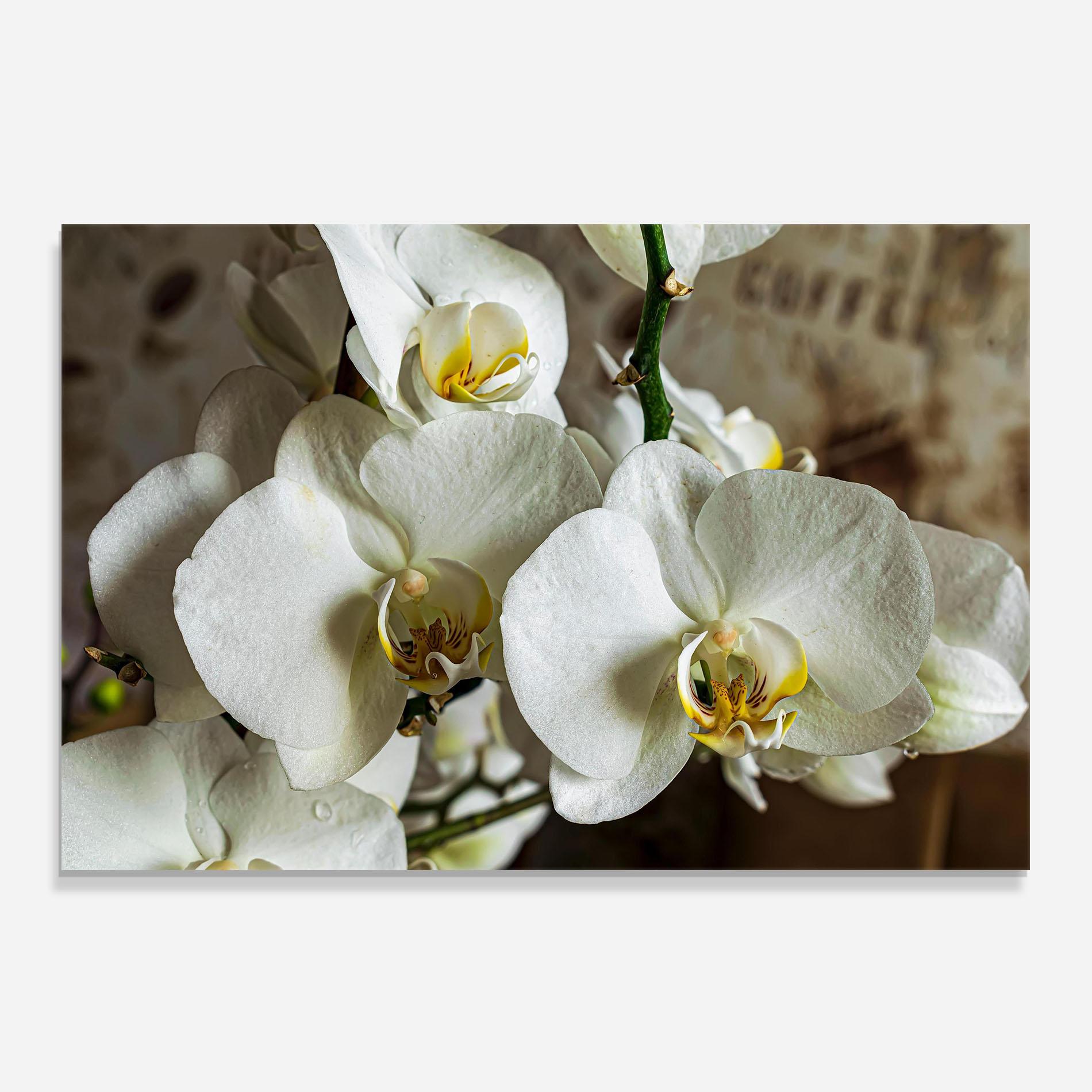 Стъклен панел за кухня Beautiful White Orchids mockup 0