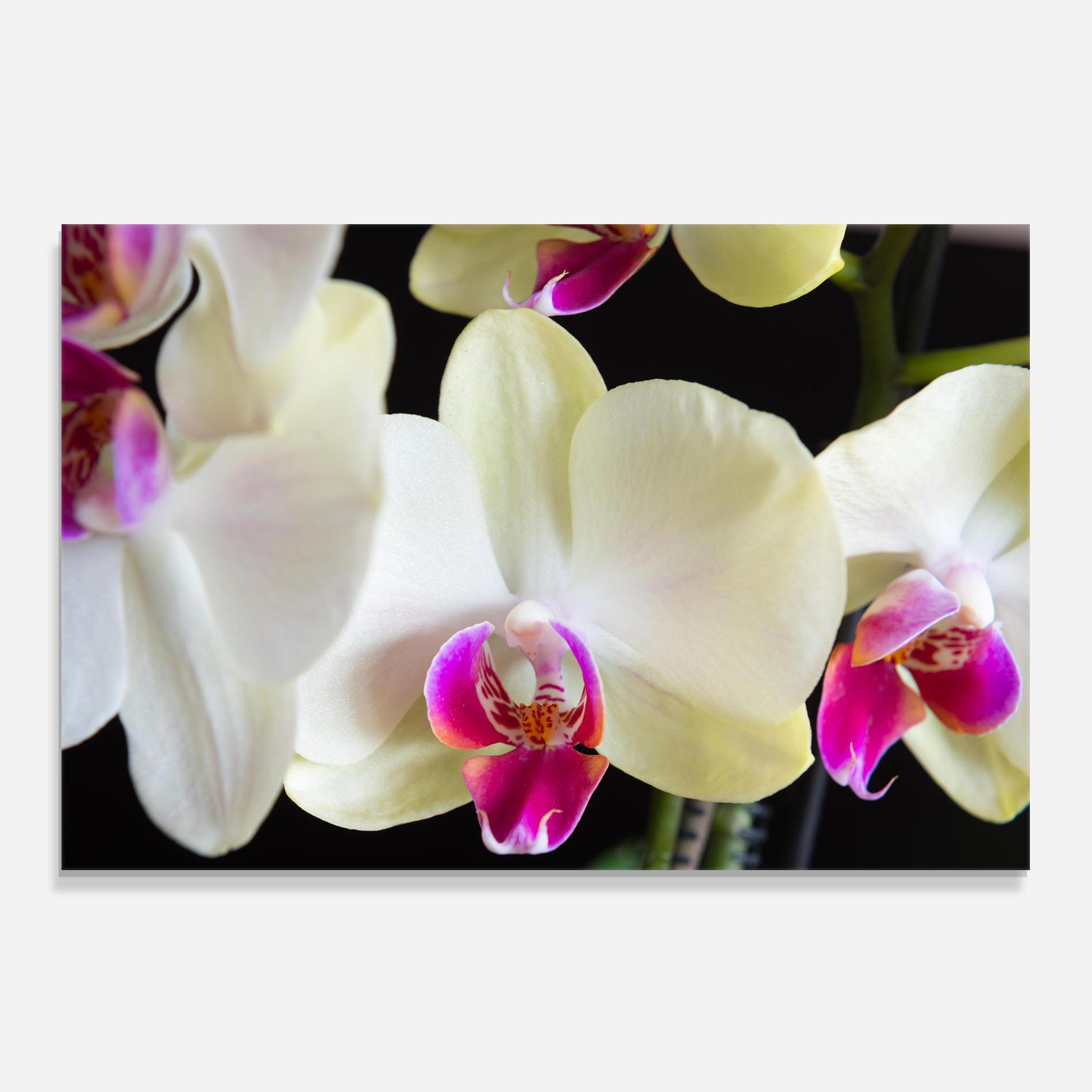 Стъклен панел за кухня Cream Purple Orchids mockup 0
