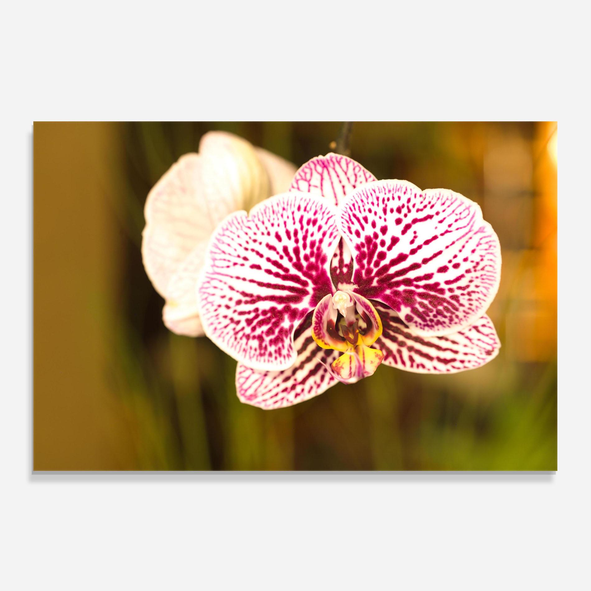 Стъклен панел за кухня Garden Orchids mockup 0