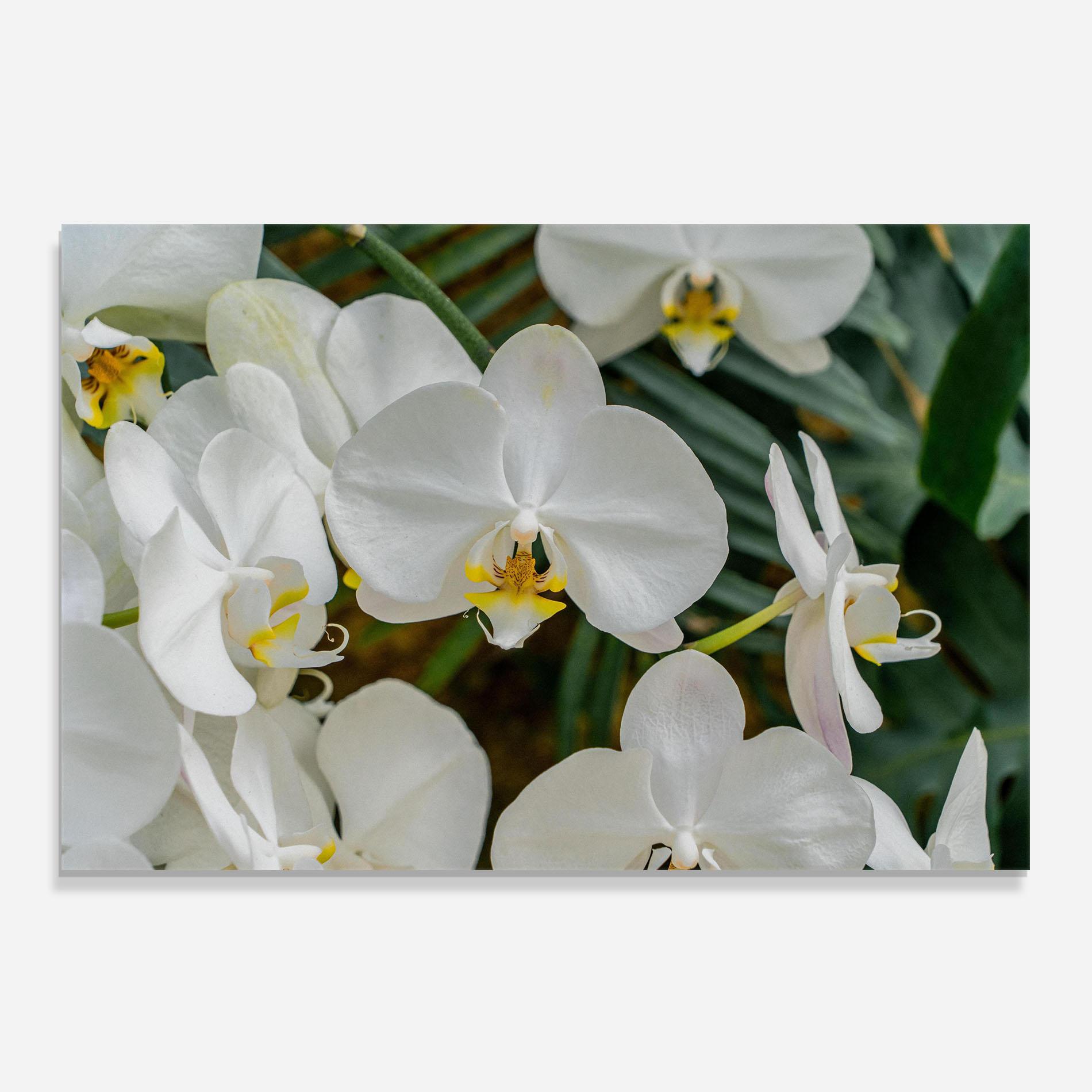 Стъклен панел за кухня Orchids In Nature mockup 0