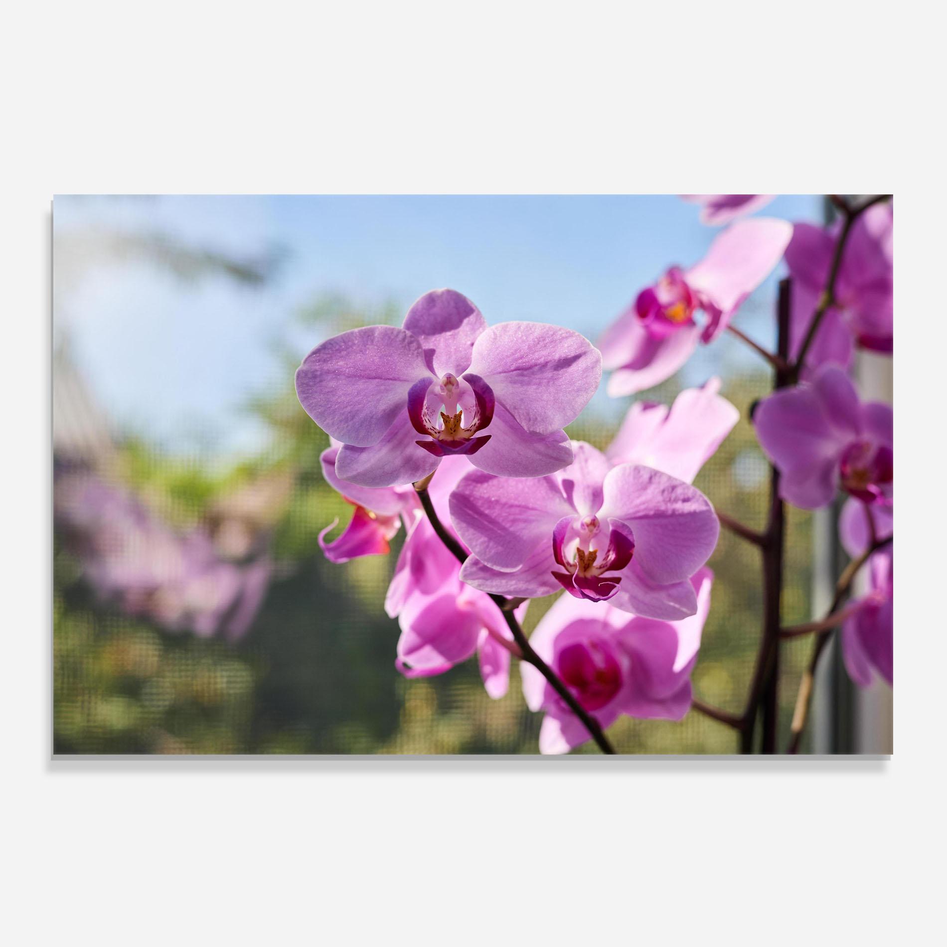 Стъклен панел за кухня Orchids In The Garden mockup 0