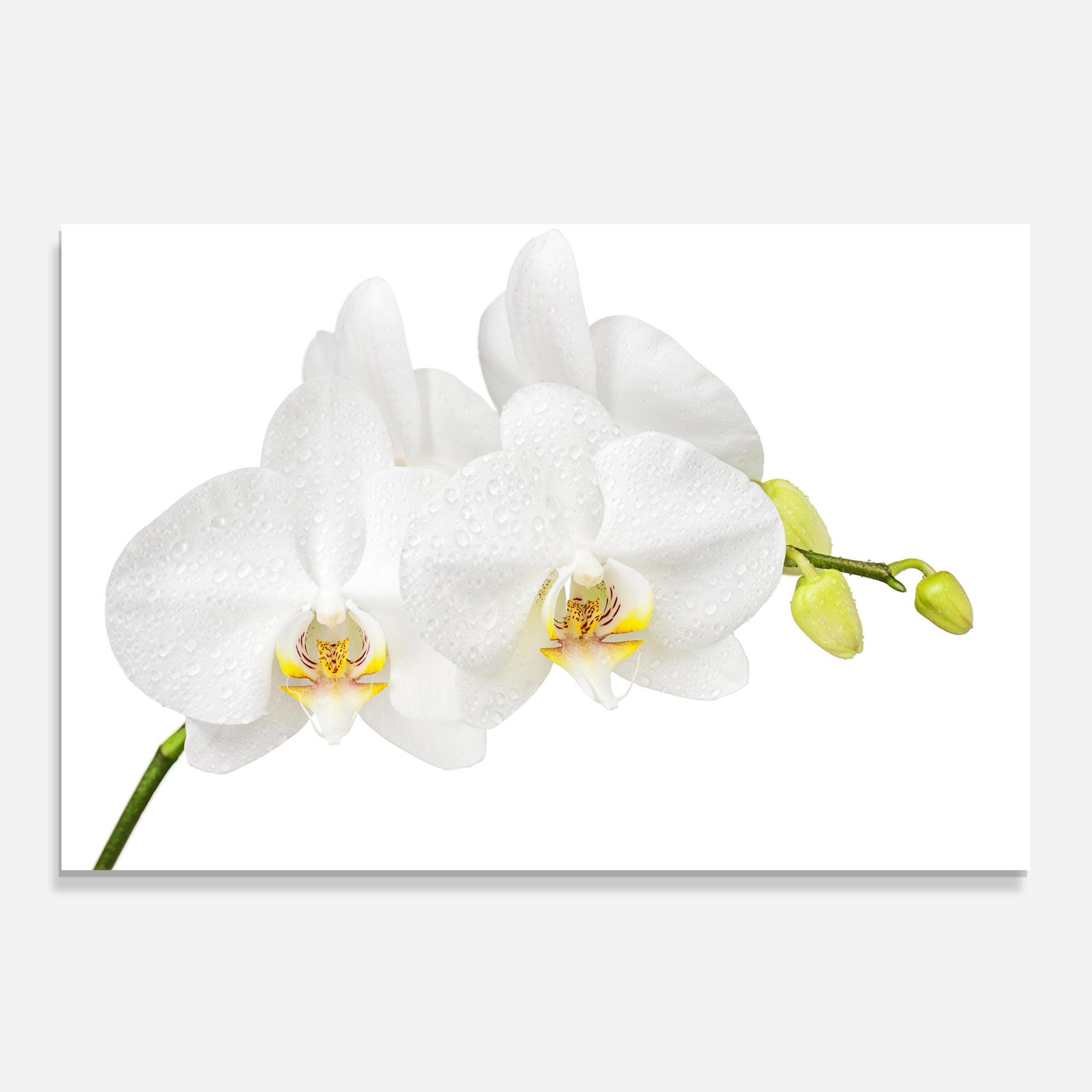 Orchids On White mockup 0