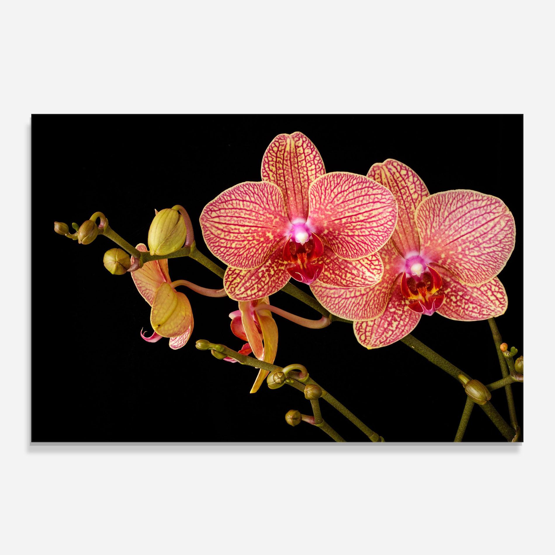 Стъклен панел за кухня Pink Orchids On Black mockup 0