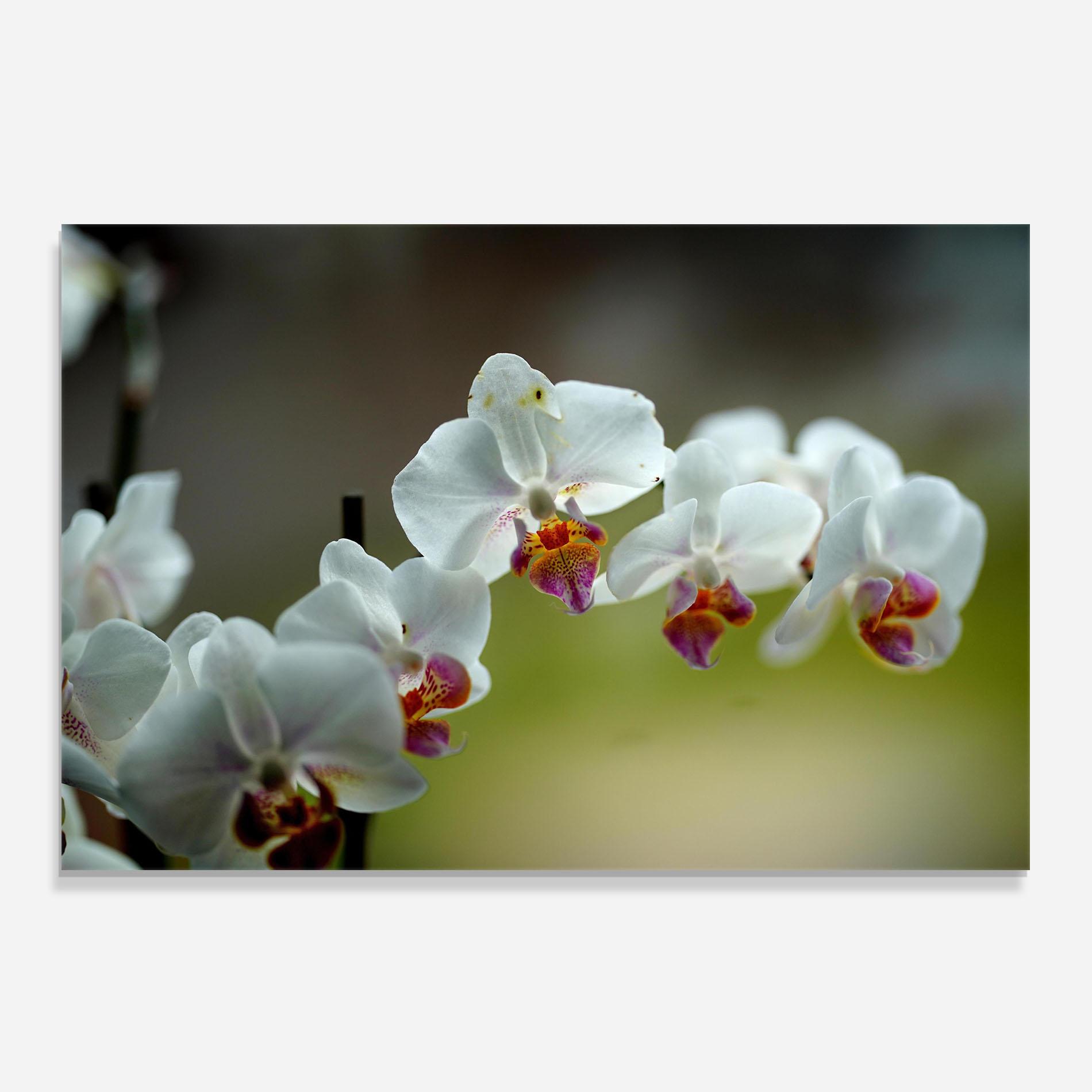 Стъклен панел за кухня Pretty Orchid In Nature mockup 0