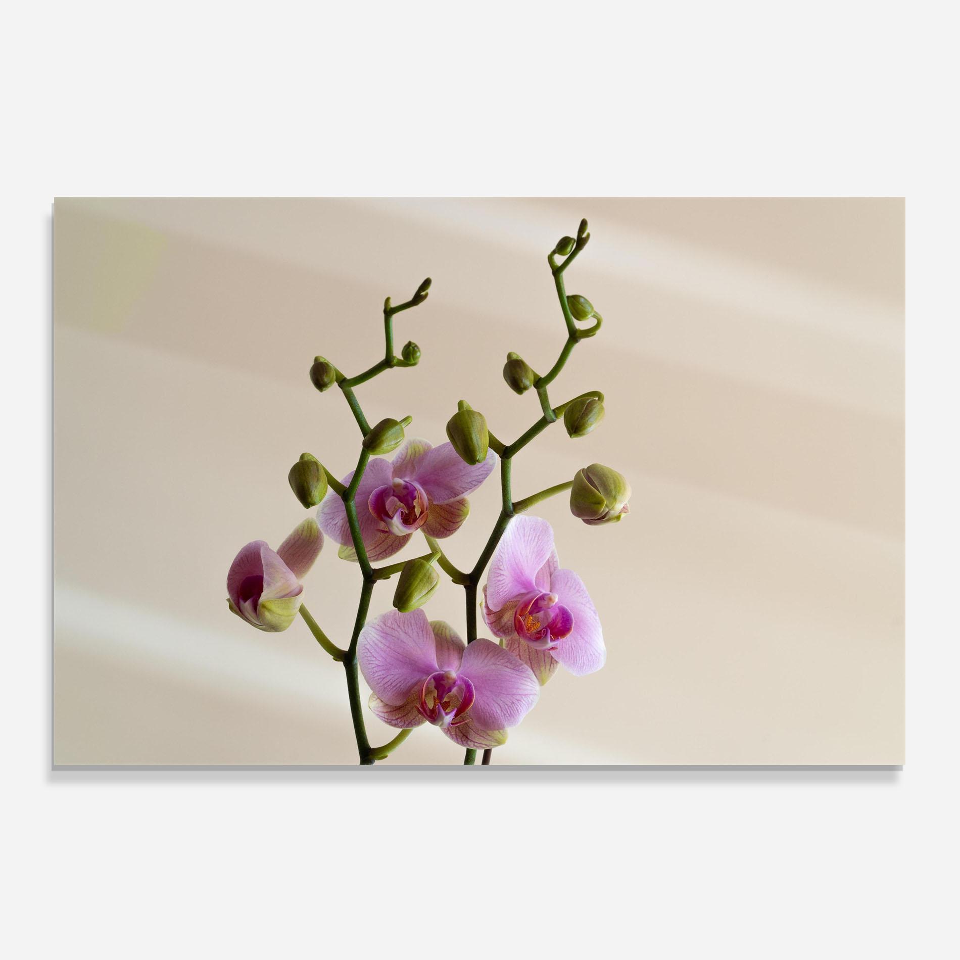 Стъклен панел за кухня Purple Orchid On Cream mockup 0