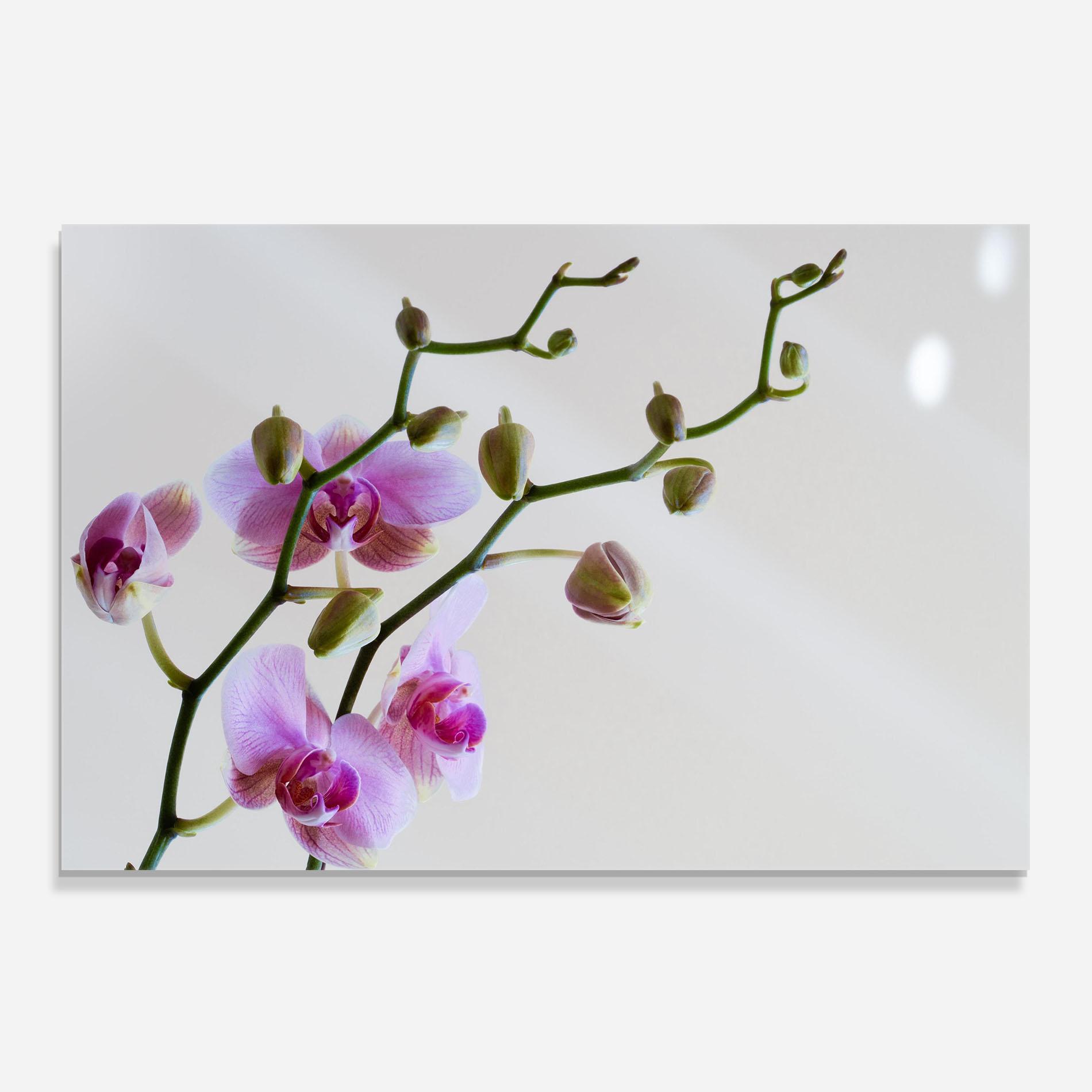 Стъклен панел за кухня Purple Orchid On Grey mockup 0