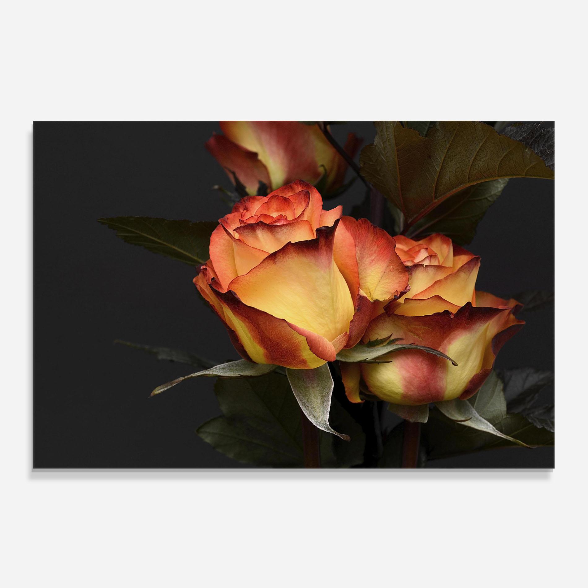 Стъклен панел за кухня Orange Rose mockup 0