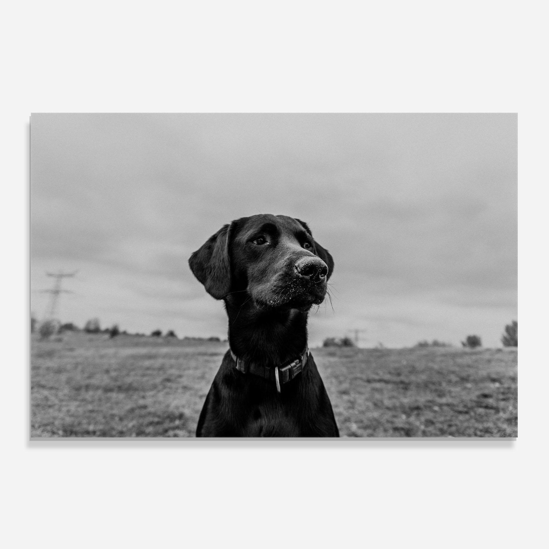 Стъклен панел за кухня Black Dog mockup 0