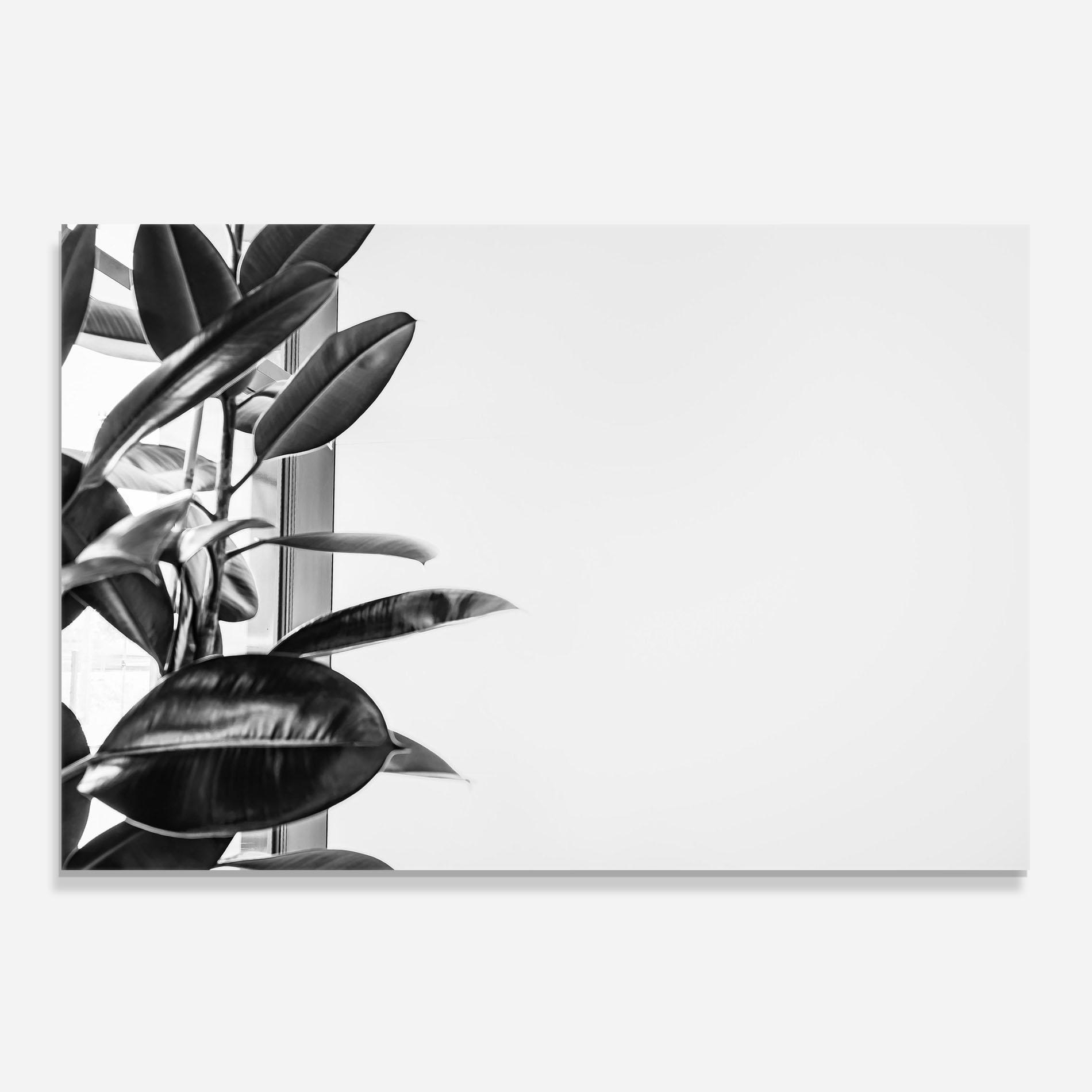 Стъклен панел за кухня Grey Plant mockup 0