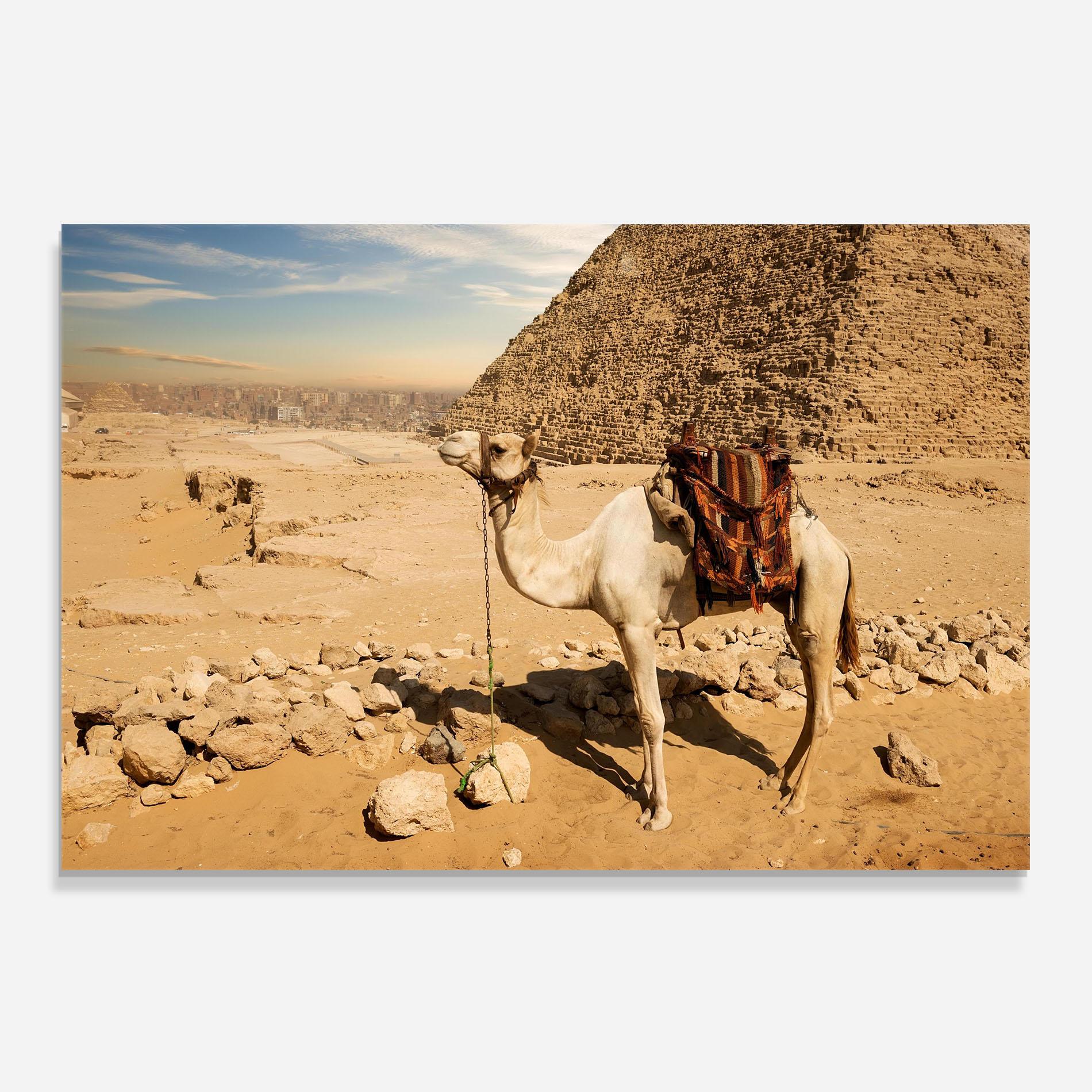 Стъклен панел за кухня Camel Near Ruins mockup 0