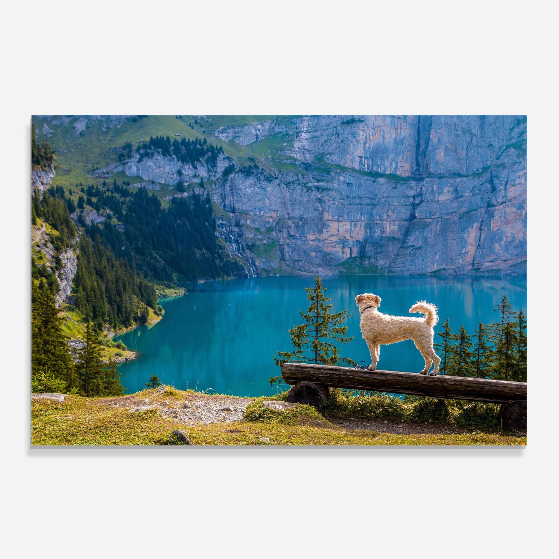 Стъклен панел за кухня Dog mockup 0