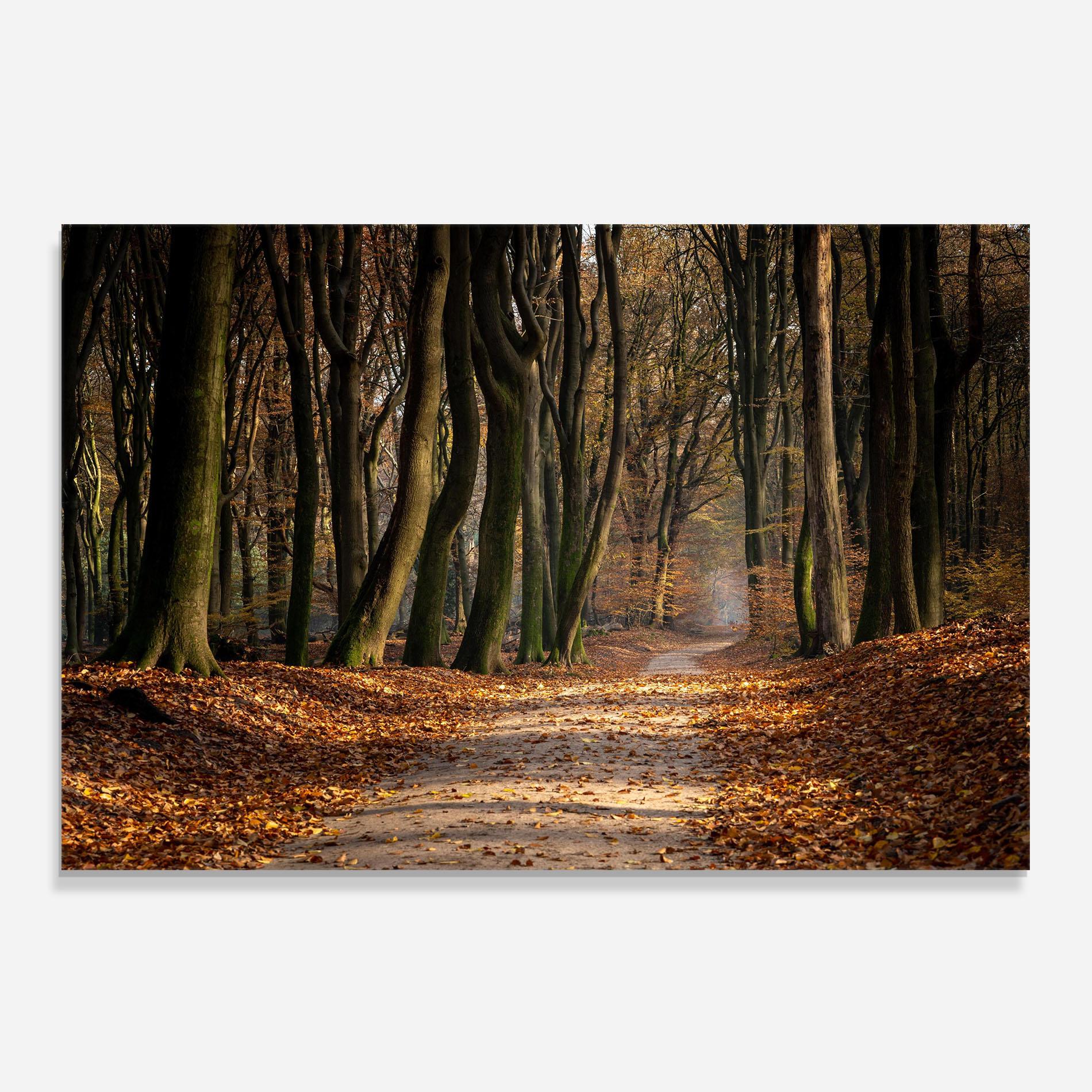 Стъклен панел за кухня Autumn Path Forest mockup 0