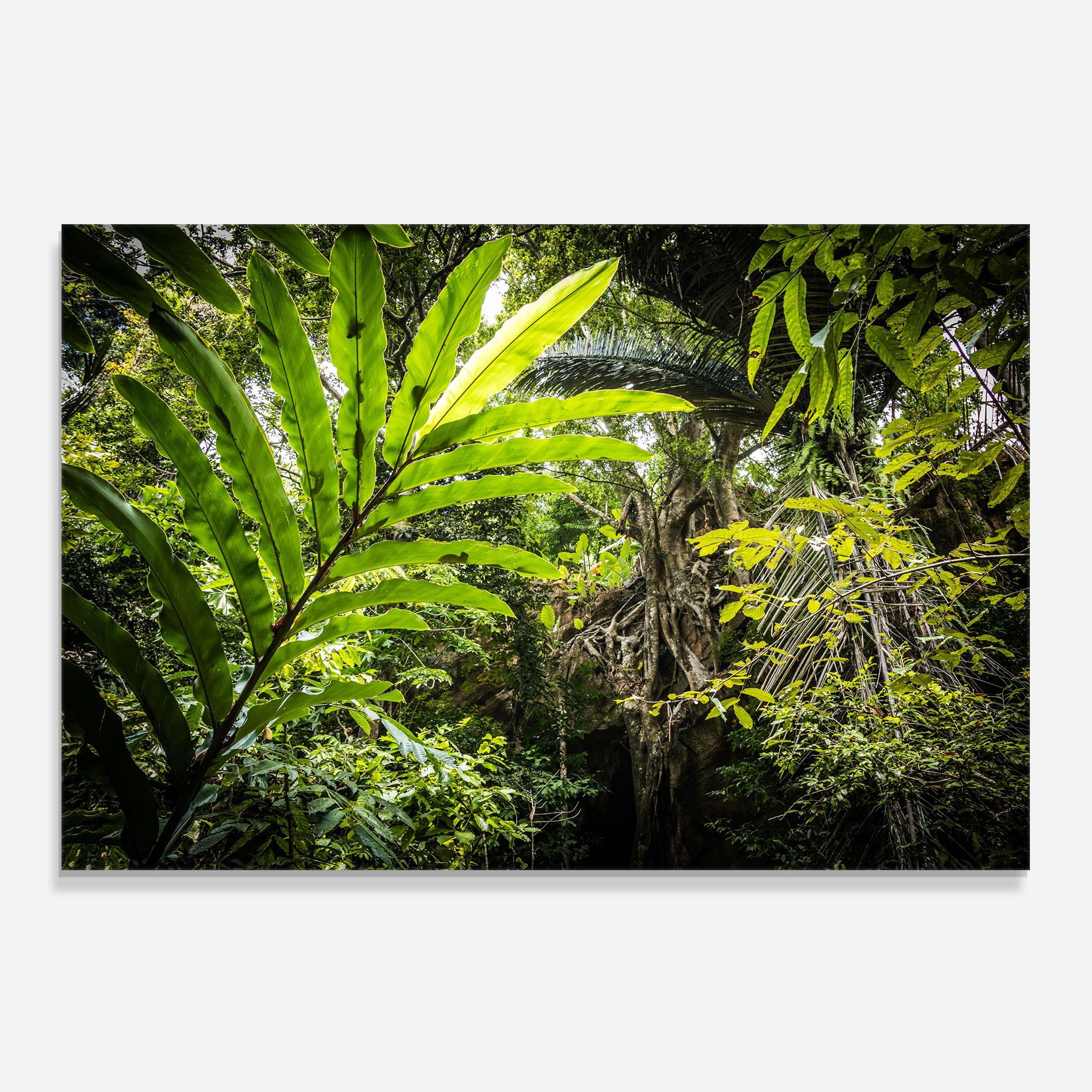 Big Leaf Forest mockup 0