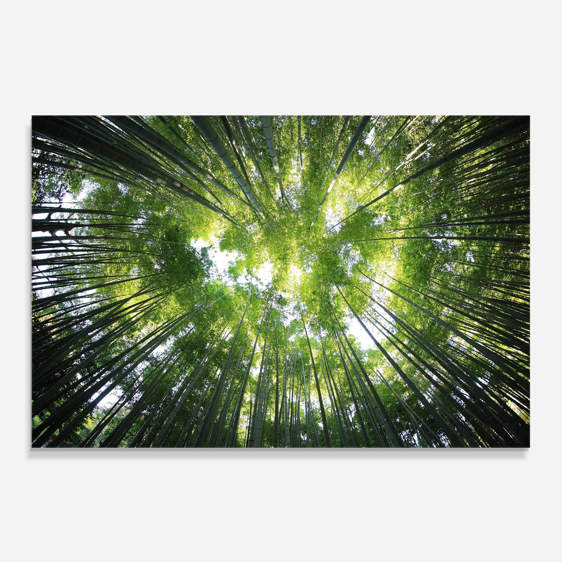 Стъклен панел за кухня Big Trees Morning mockup 0