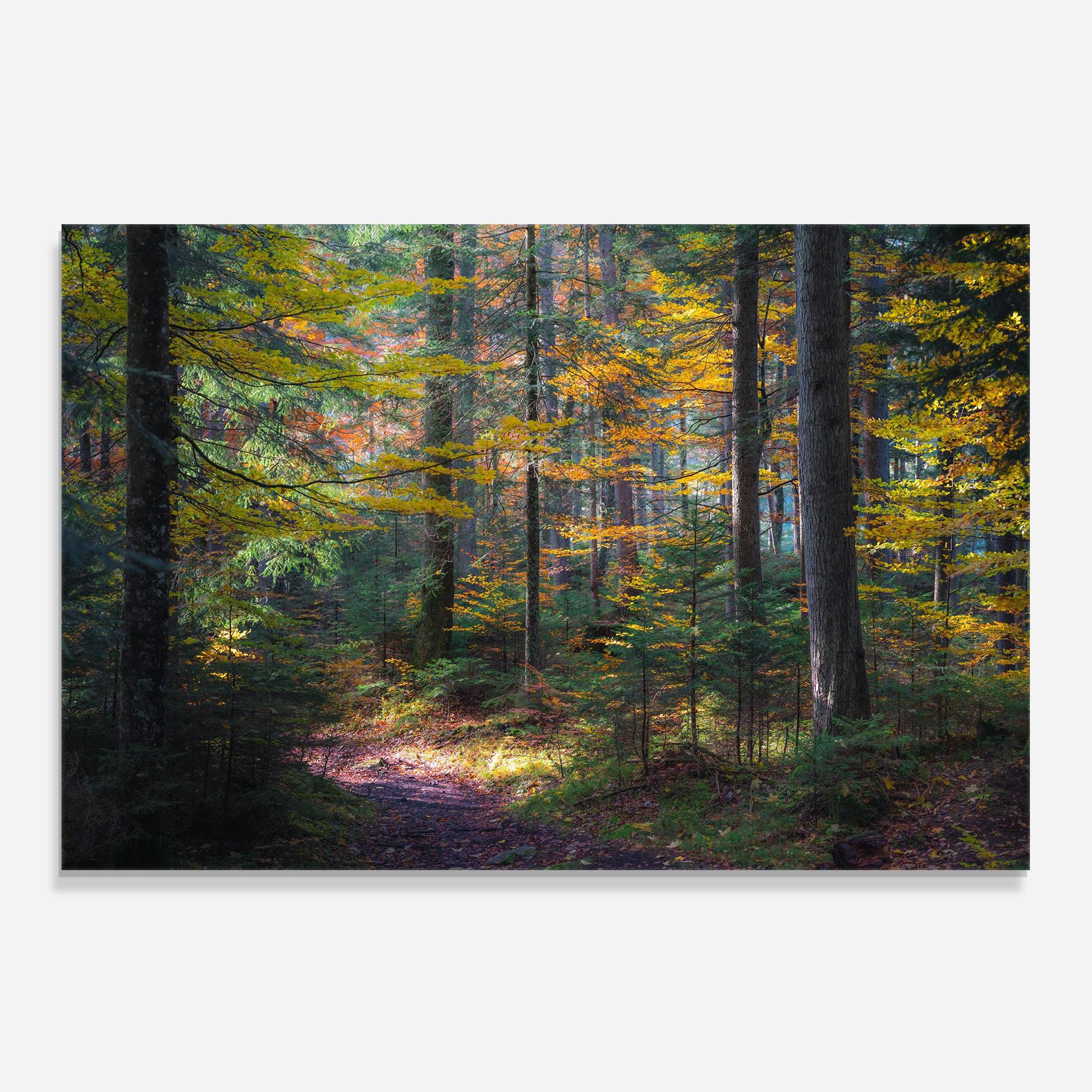 Стъклен панел за кухня Dreamy Path Dorest mockup 0