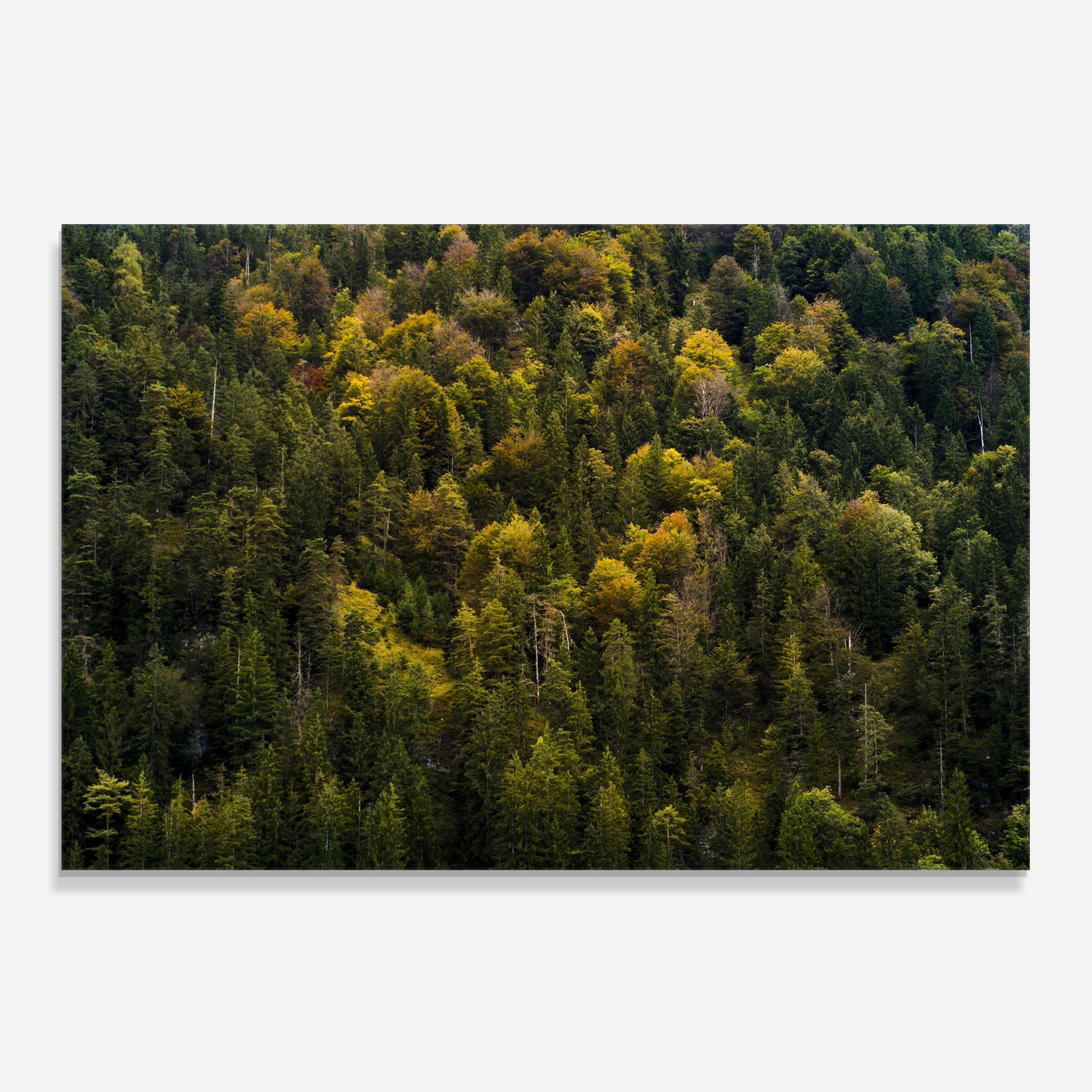 Green Shade Tree mockup 0