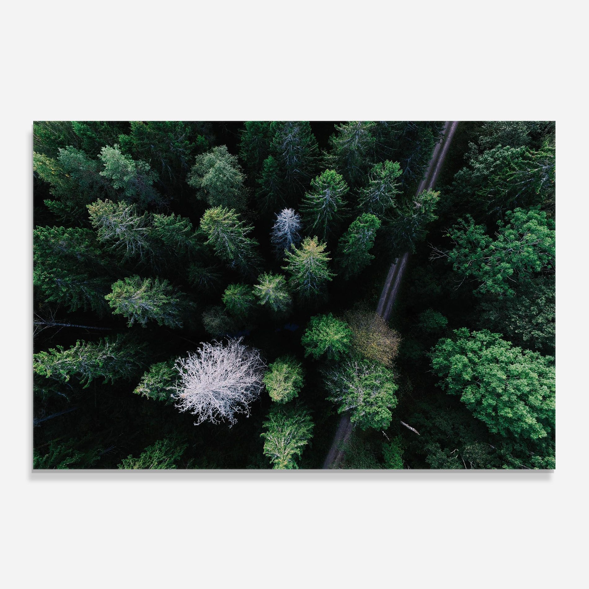 Green Trees Road mockup 0