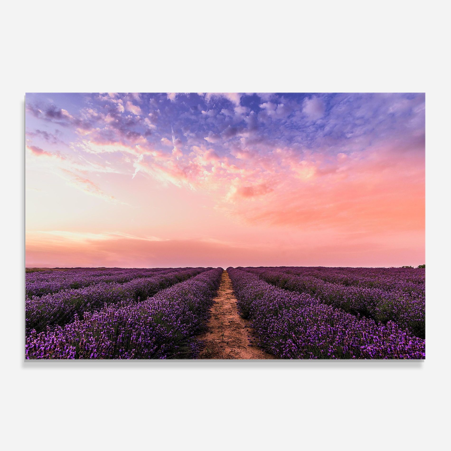 Lavender Field mockup 0