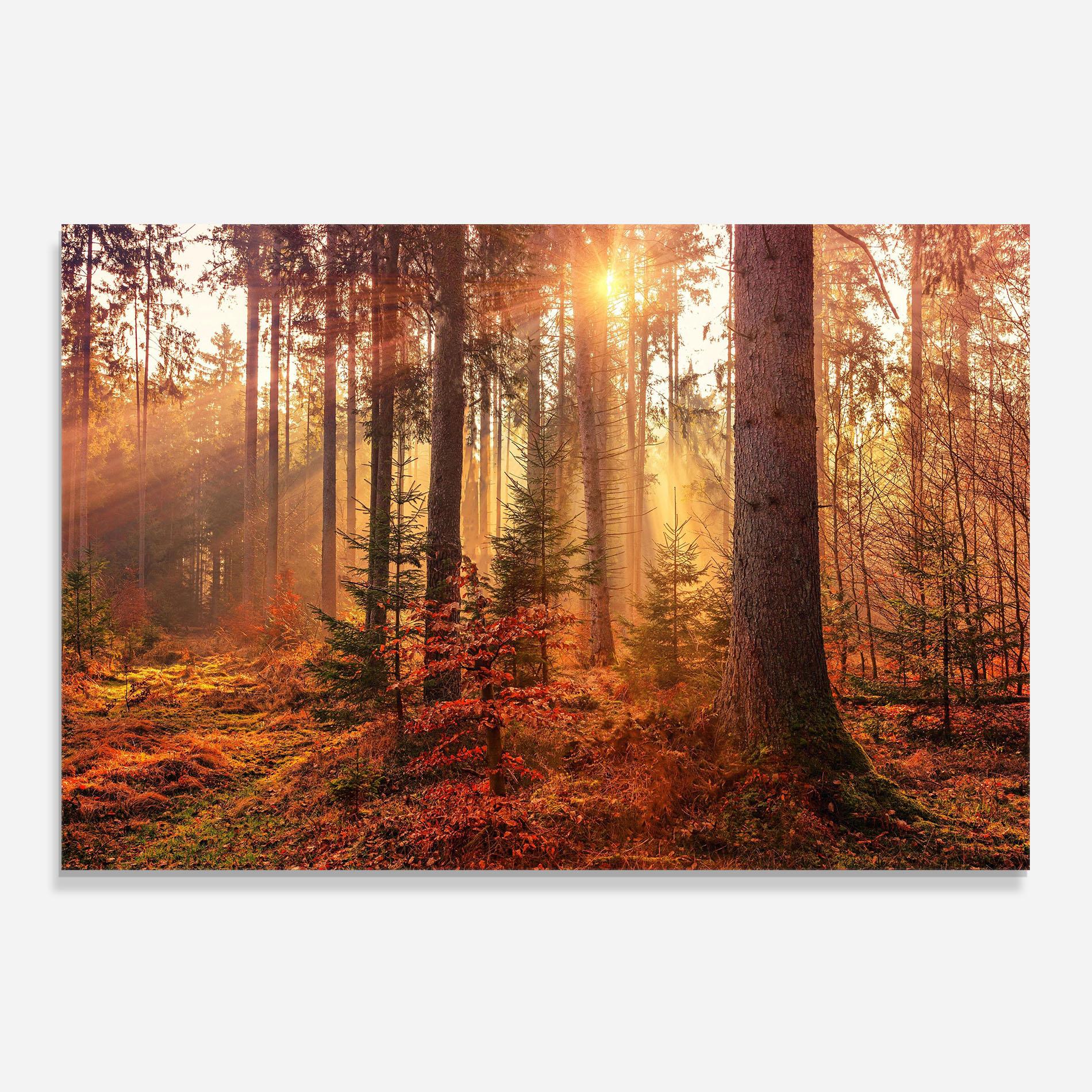 Стъклен панел за кухня Orange Light Forest mockup 0