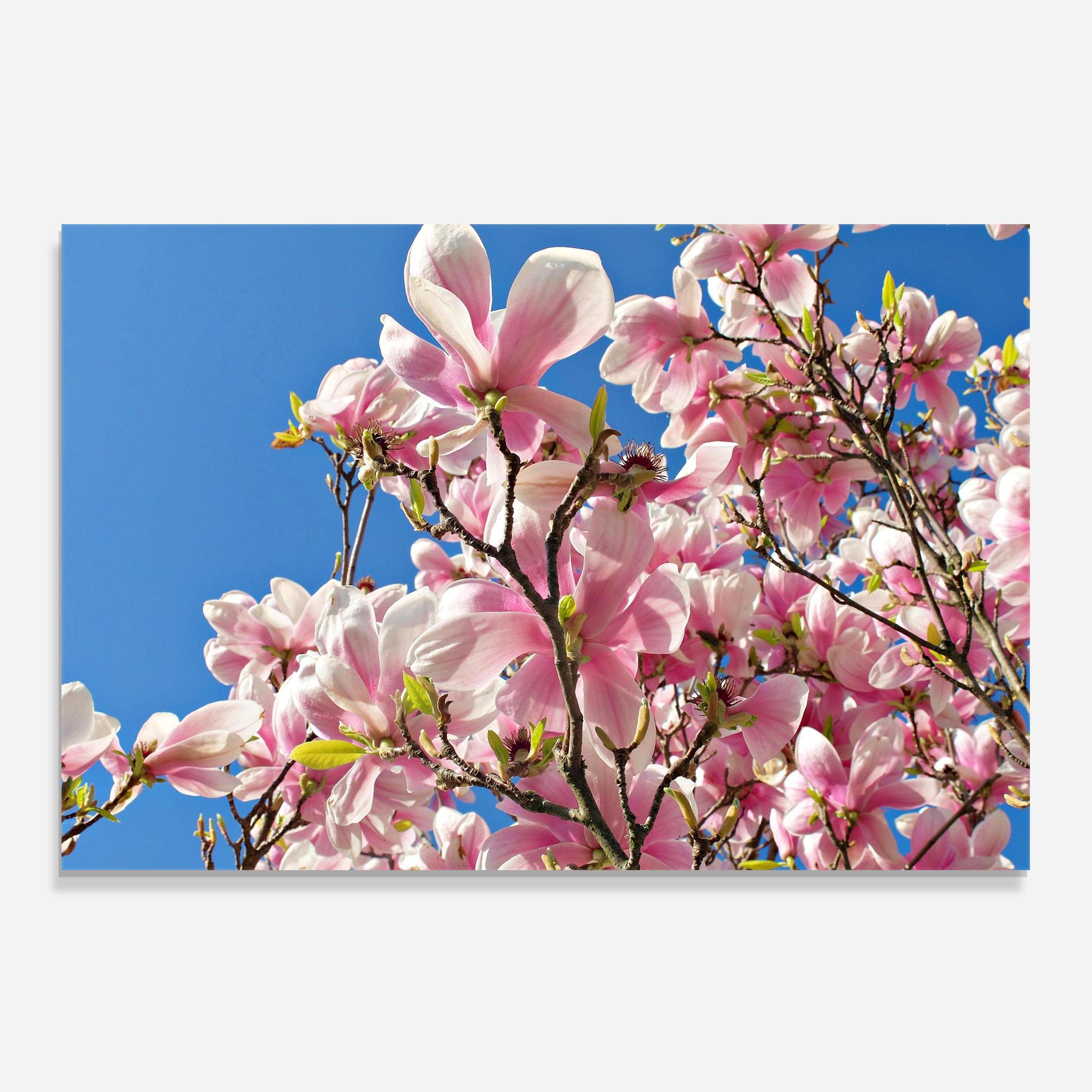 Стъклен панел за кухня Beautiful Pink Chinese Tree mockup 0