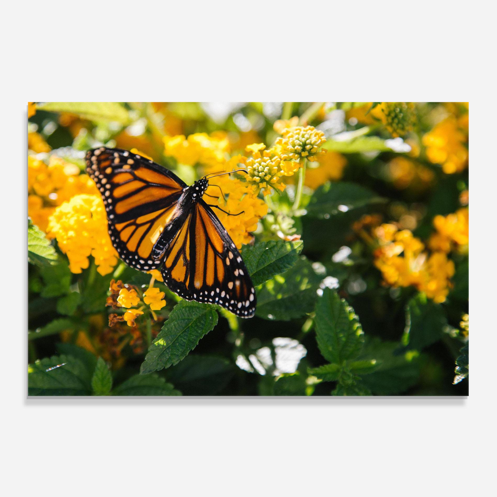 Стъклен панел за кухня Orange Spring Butterfly mockup 0