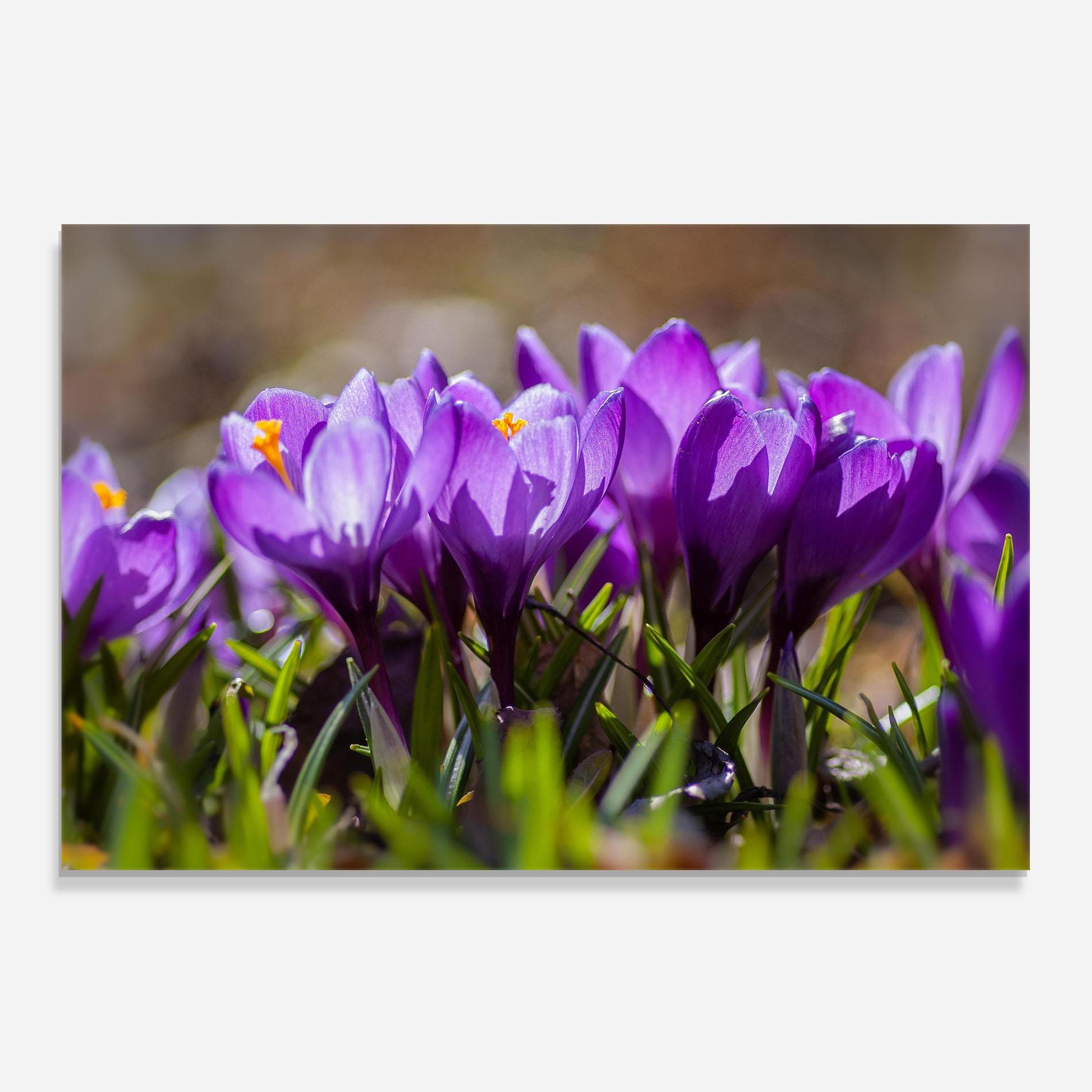 Стъклен панел за кухня Purple Spring Flower mockup 0