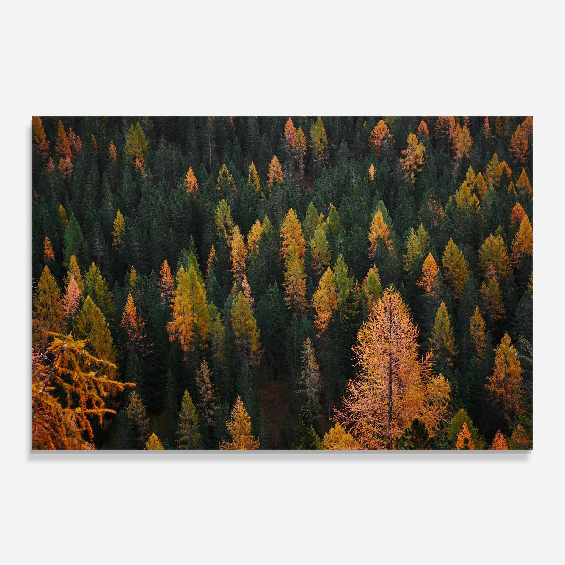 Orange Trees mockup 0