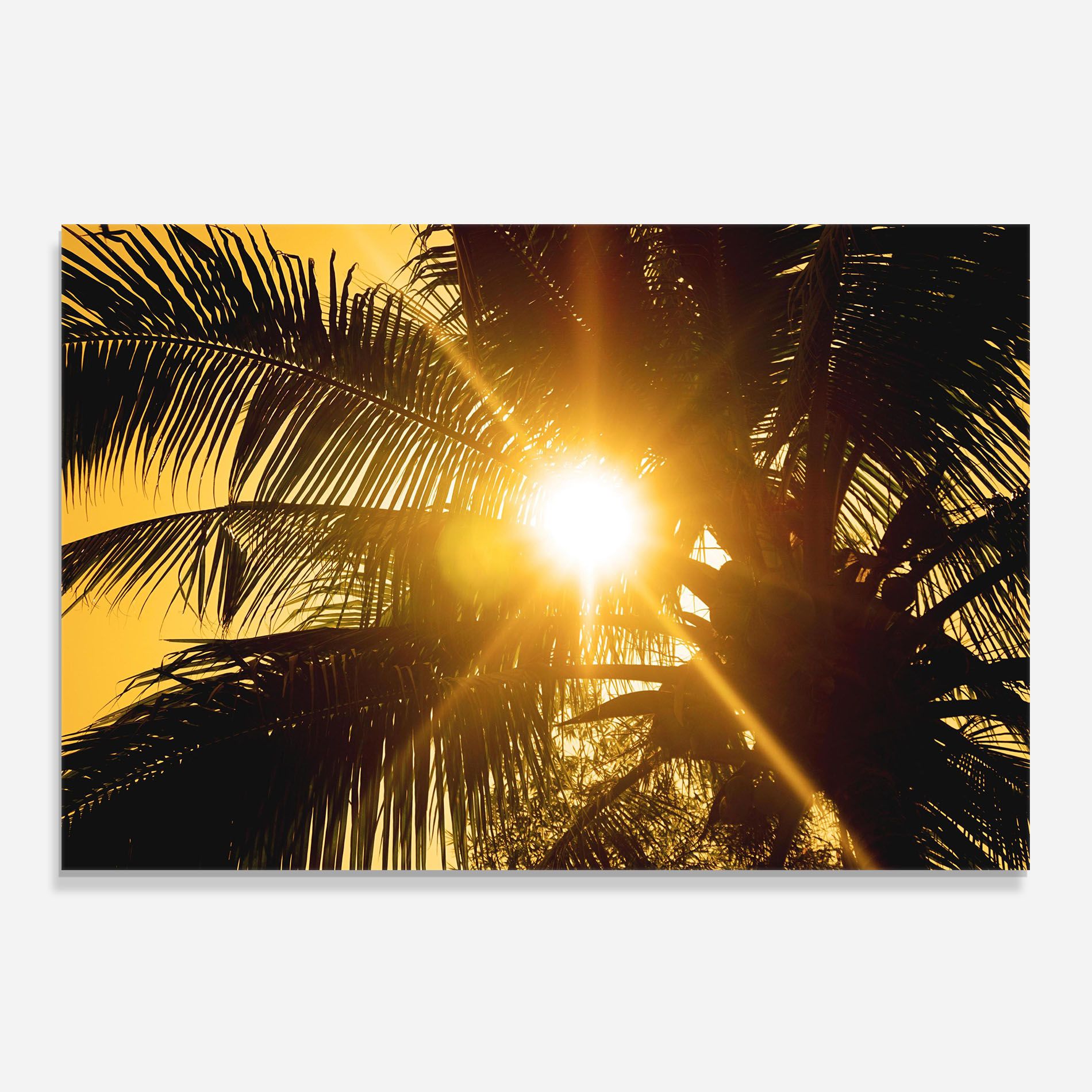 Palm Trees Sun mockup 0