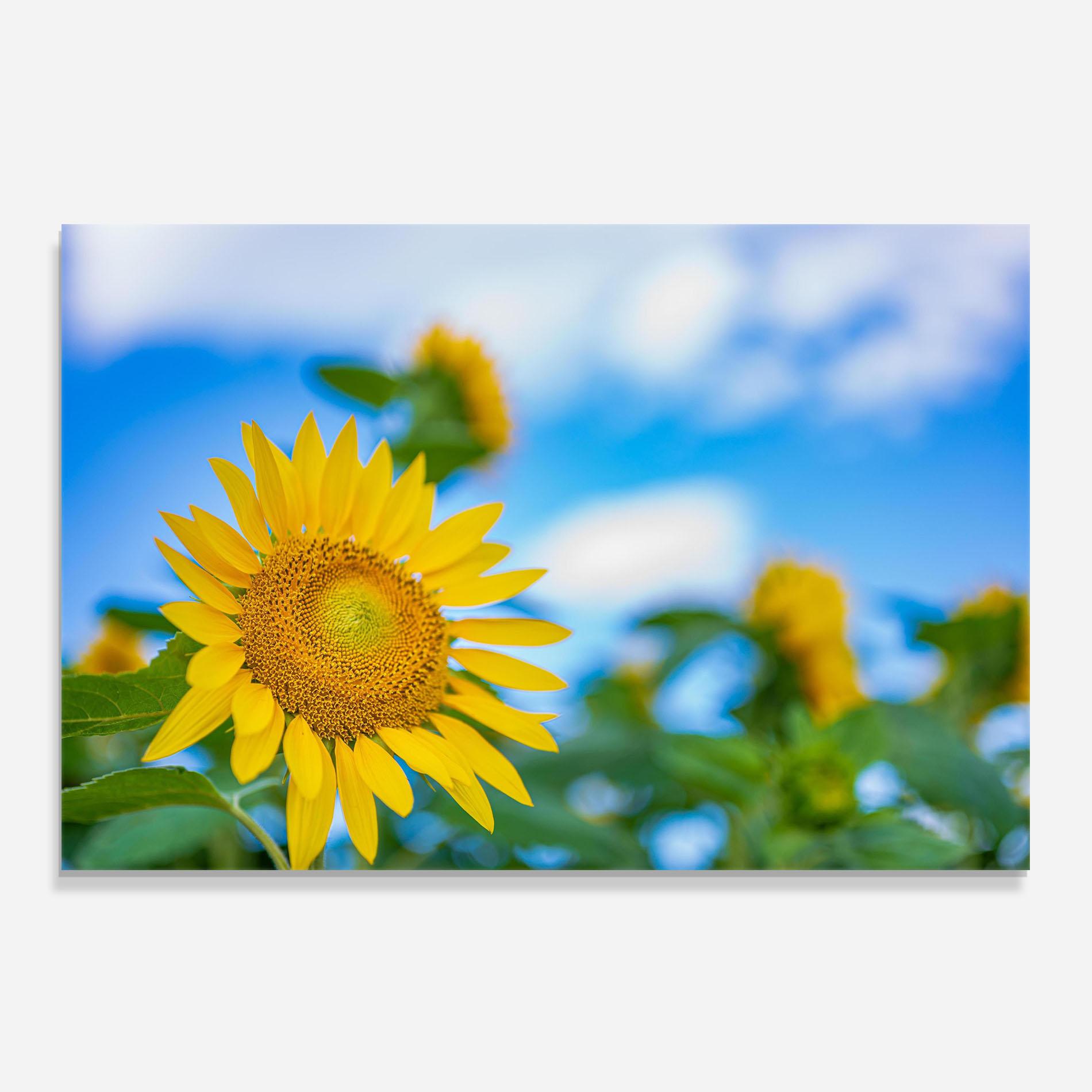 Стъклен панел за кухня Sunflower Sky mockup 0