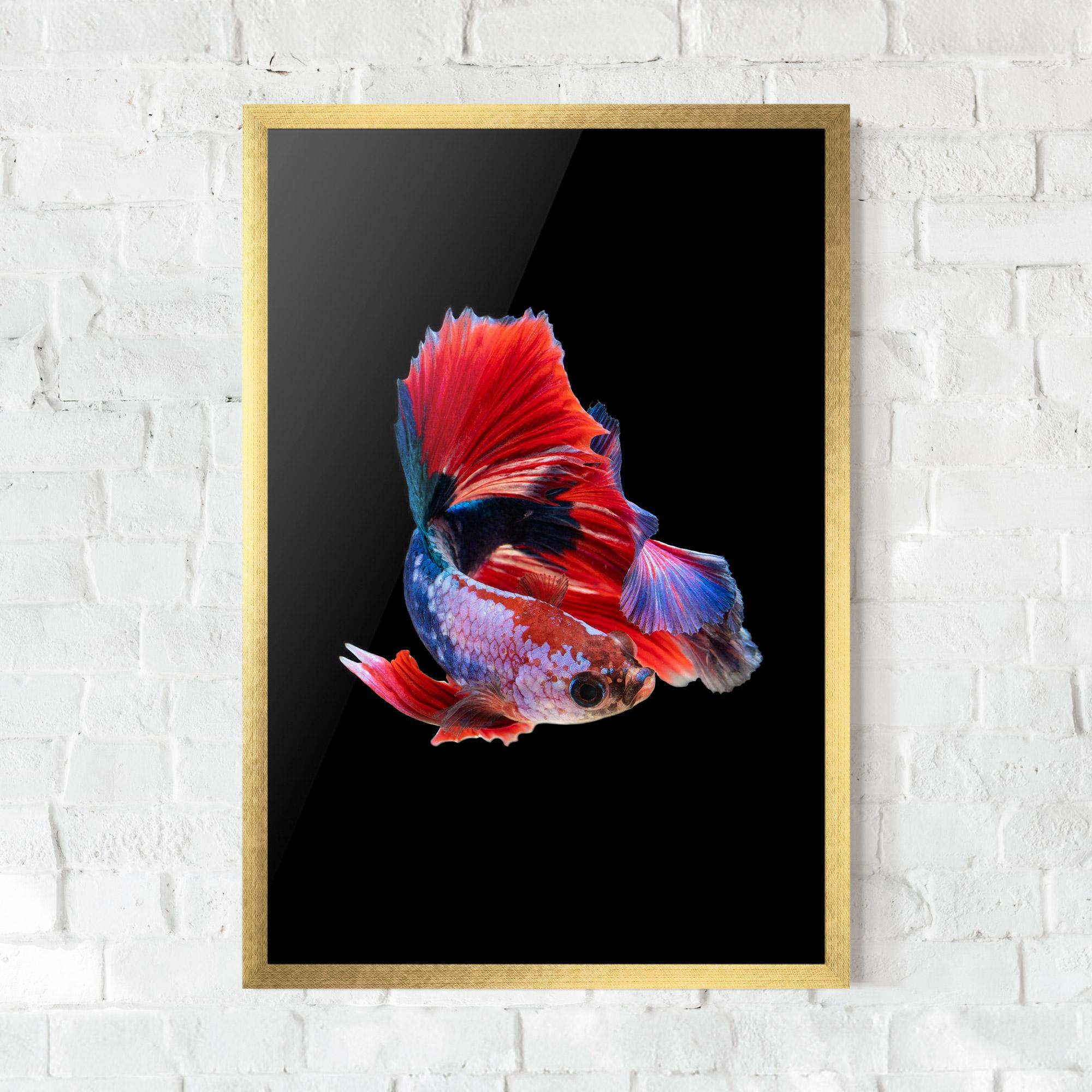 Рамкиран постер Red Black Betta mockup 0