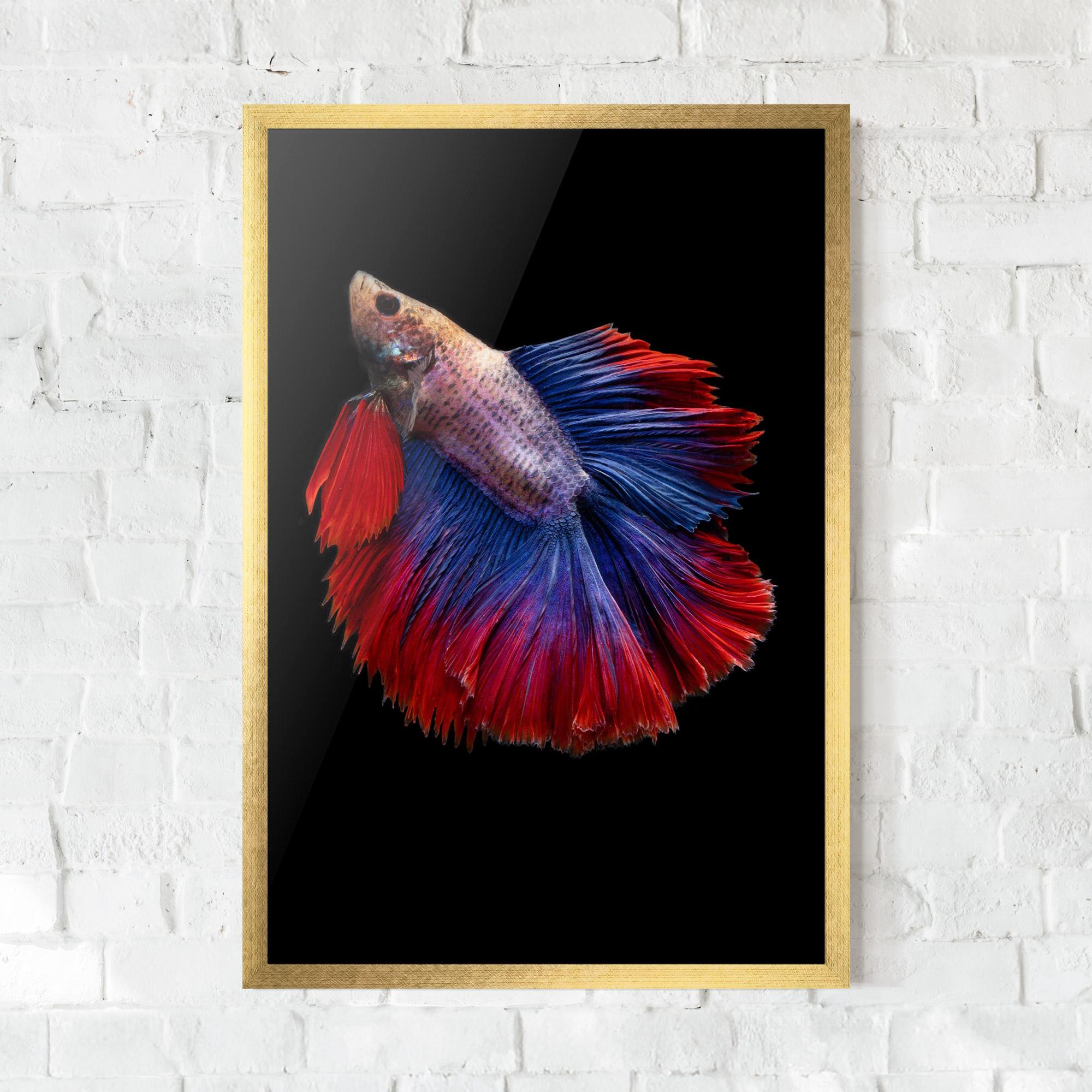 Рамкиран постер Red Blue Betta mockup 0