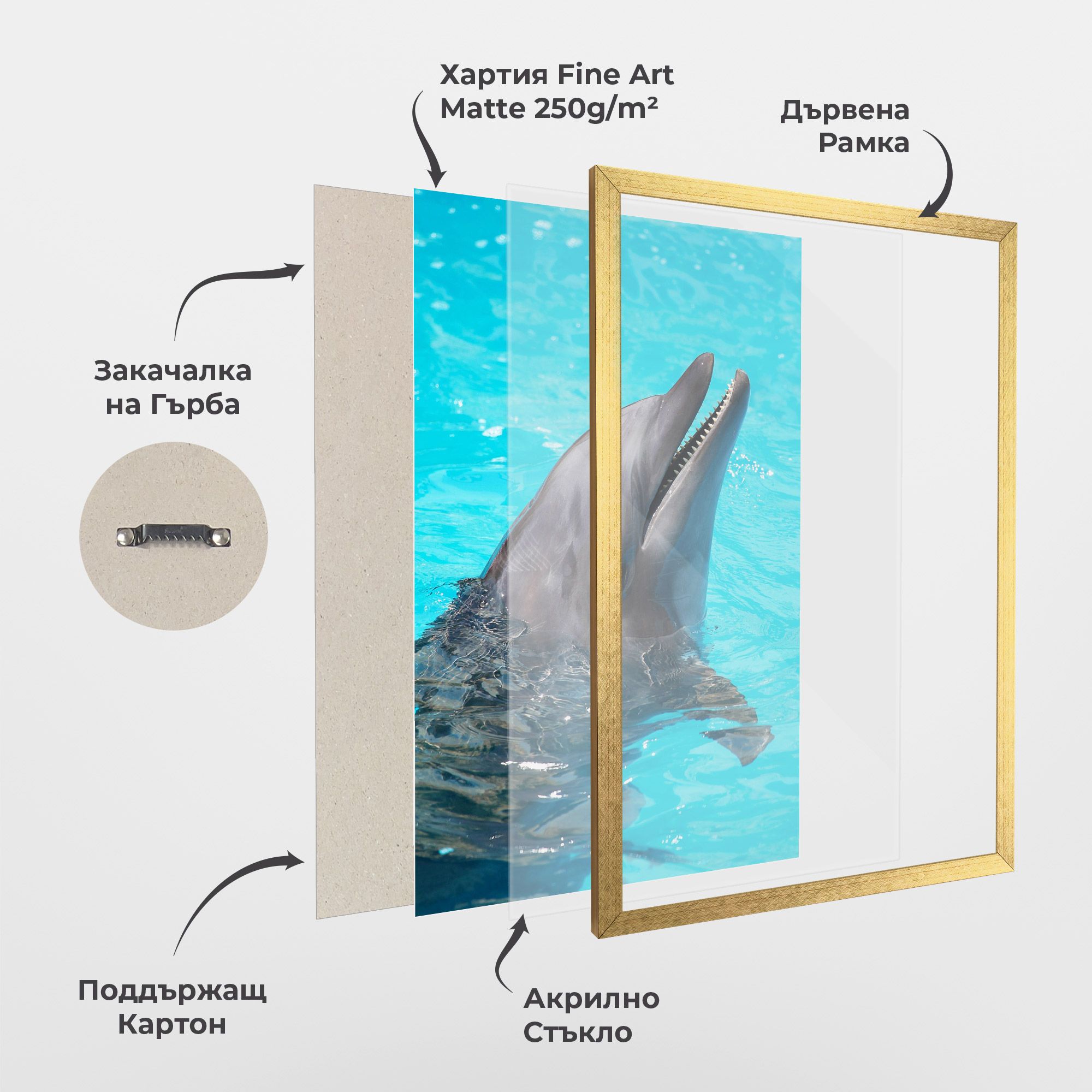 Trained Dolphin mockup 1
