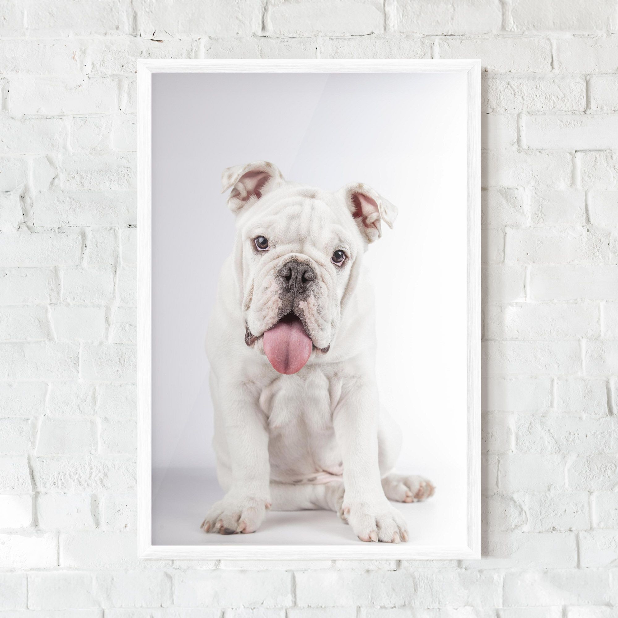 English Bulldog mockup 0