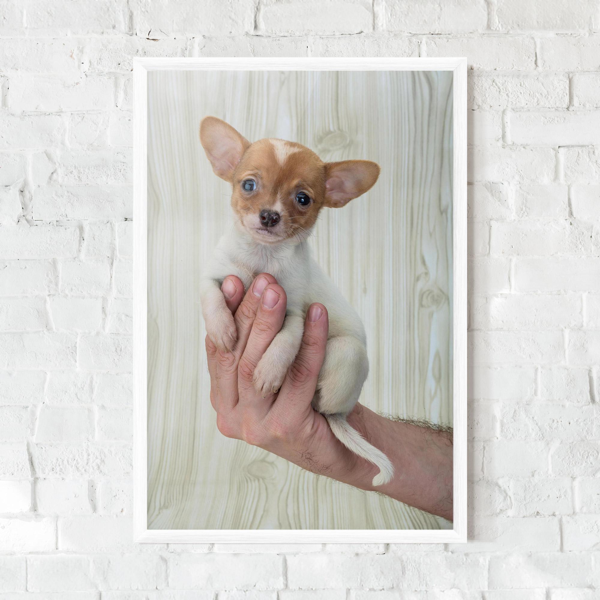 Рамкиран постер Holding Chihuahua mockup 0